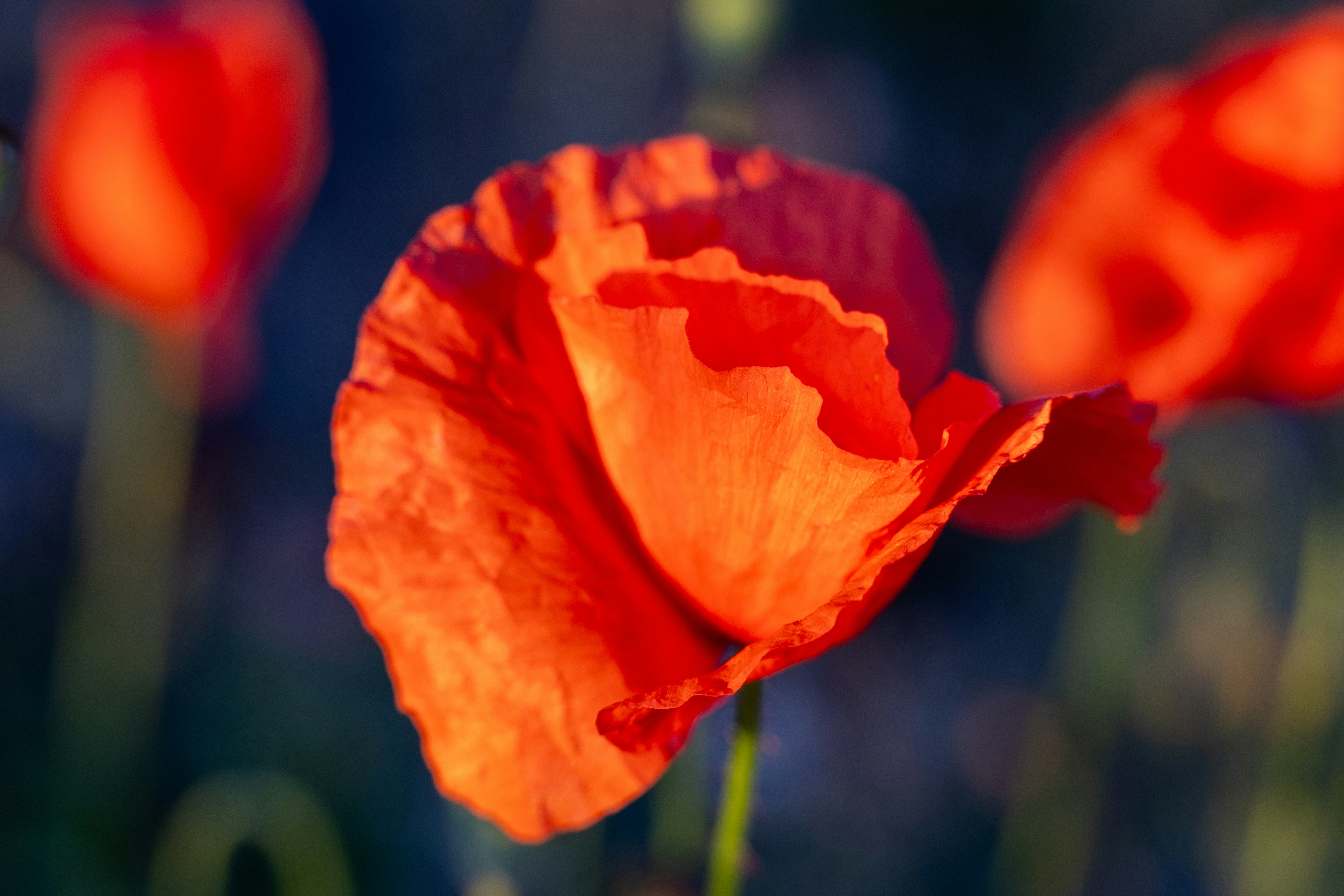Papoulas vermelhas vibrantes florescem à luz do sol.