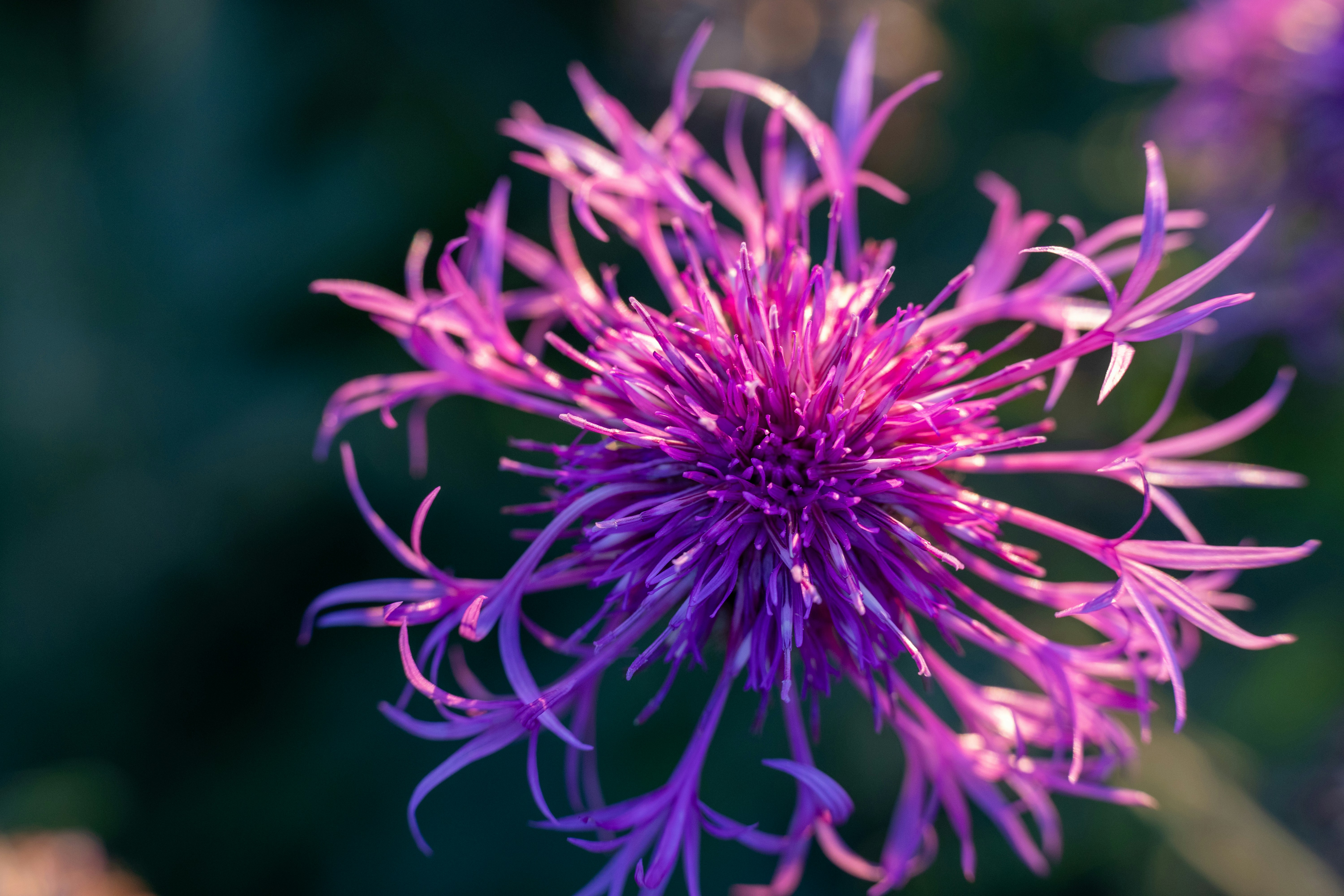 Uma flor roxa é mostrada em close-up.