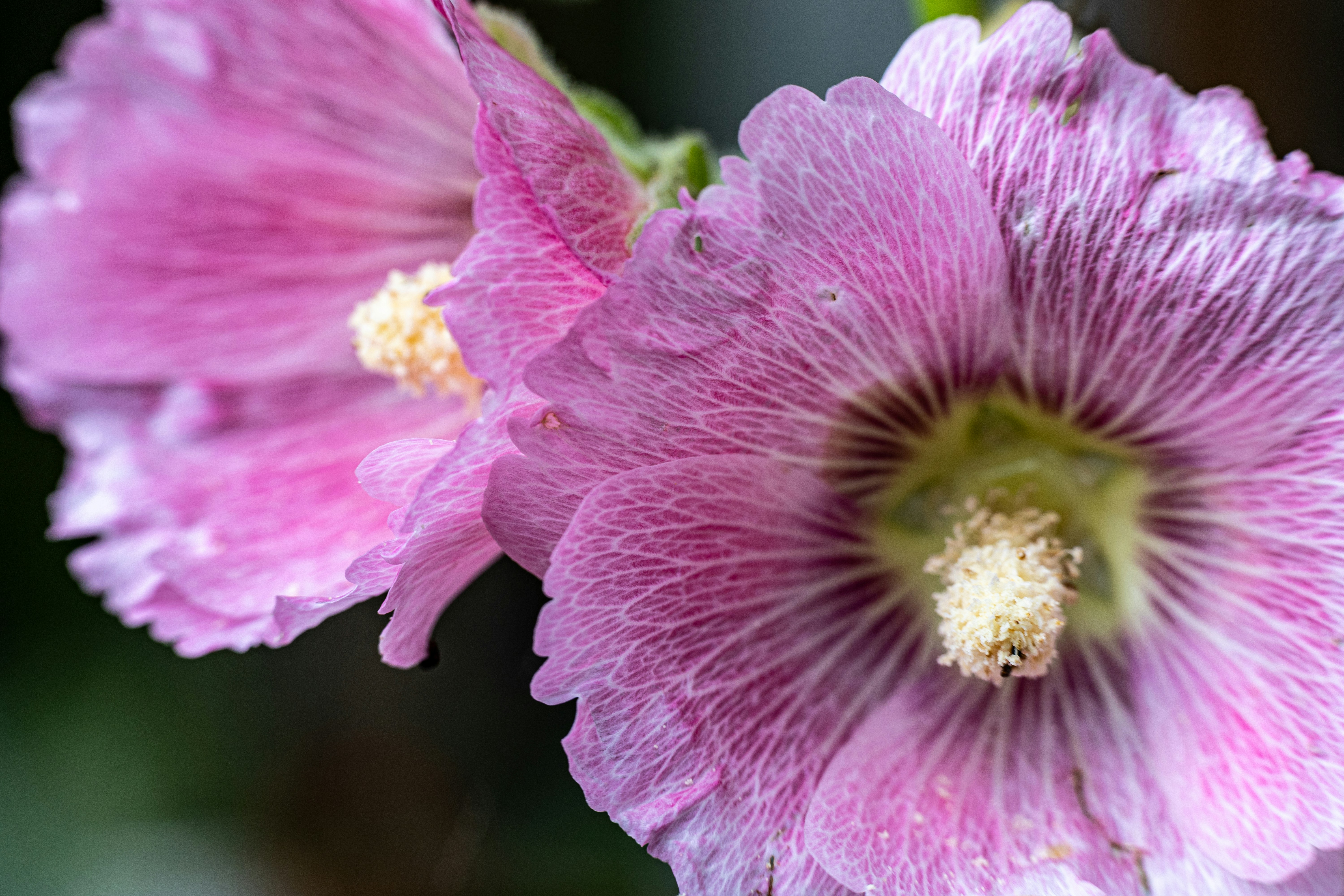 Duas delicadas flores rosa desabrocham lindamente.