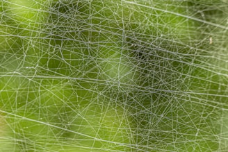 Spiderwebs are intricately woven against green foliage.