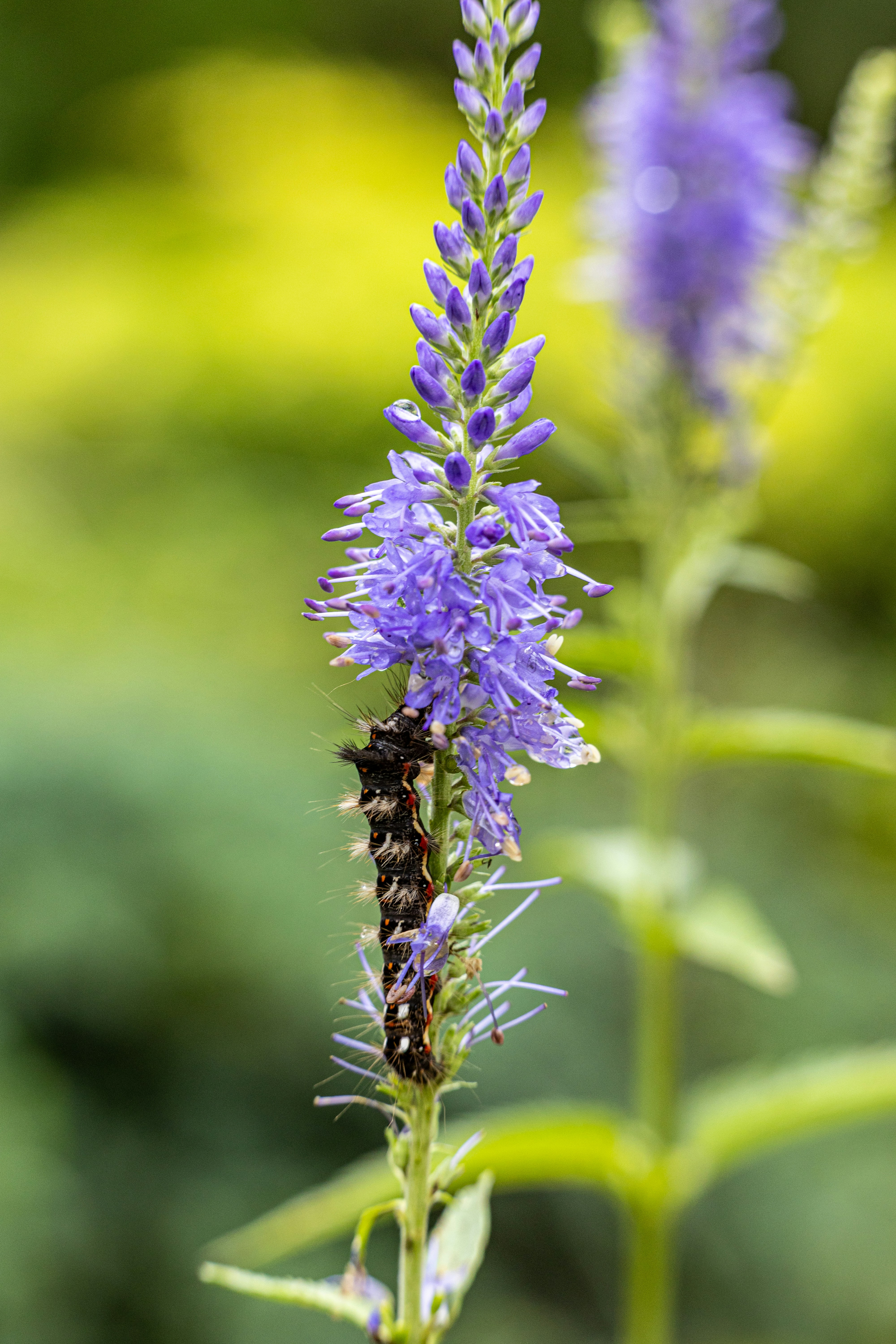 Uma lagarta rasteja até uma flor roxa.