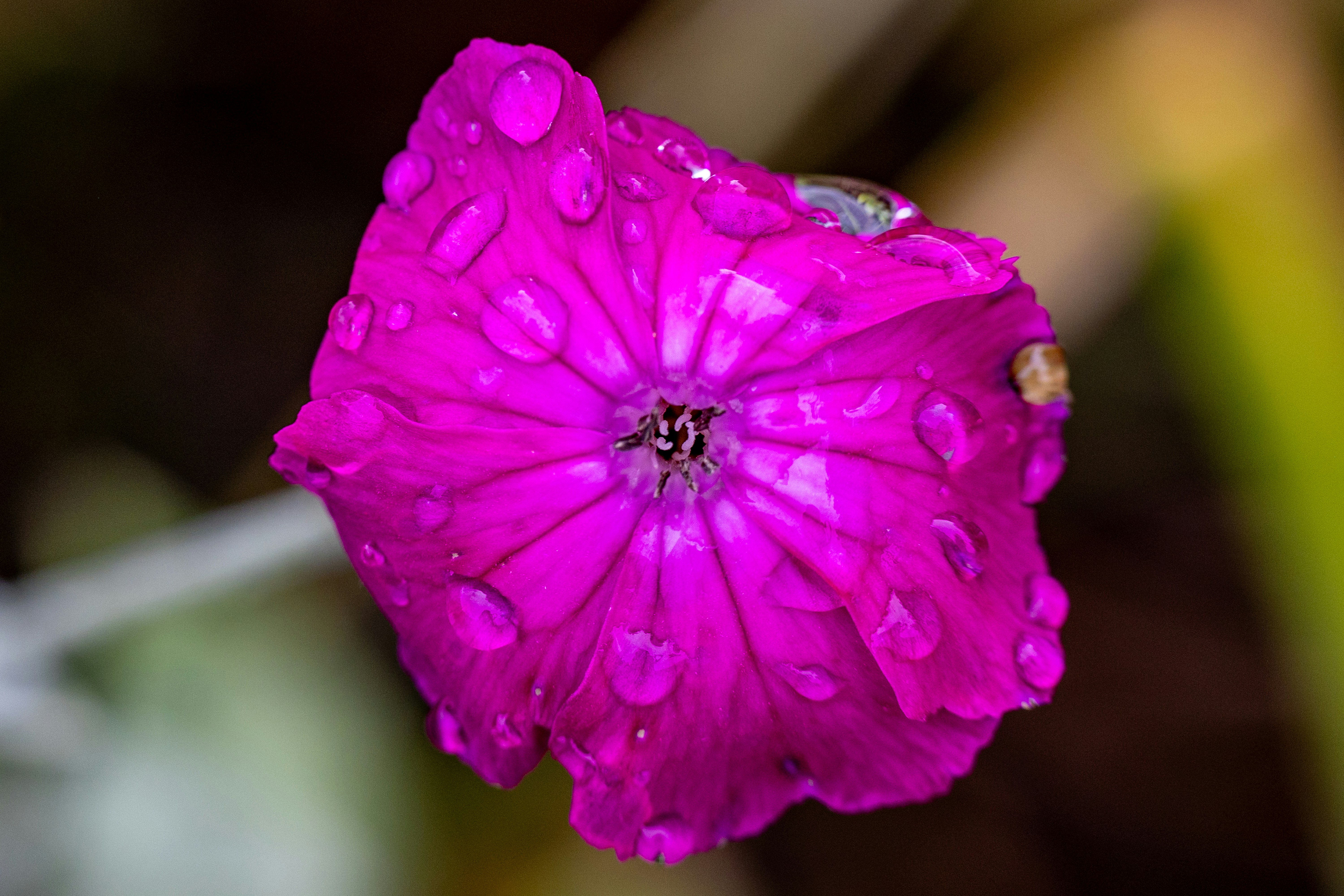 Uma flor rosa brilhante está coberta de gotículas de água.