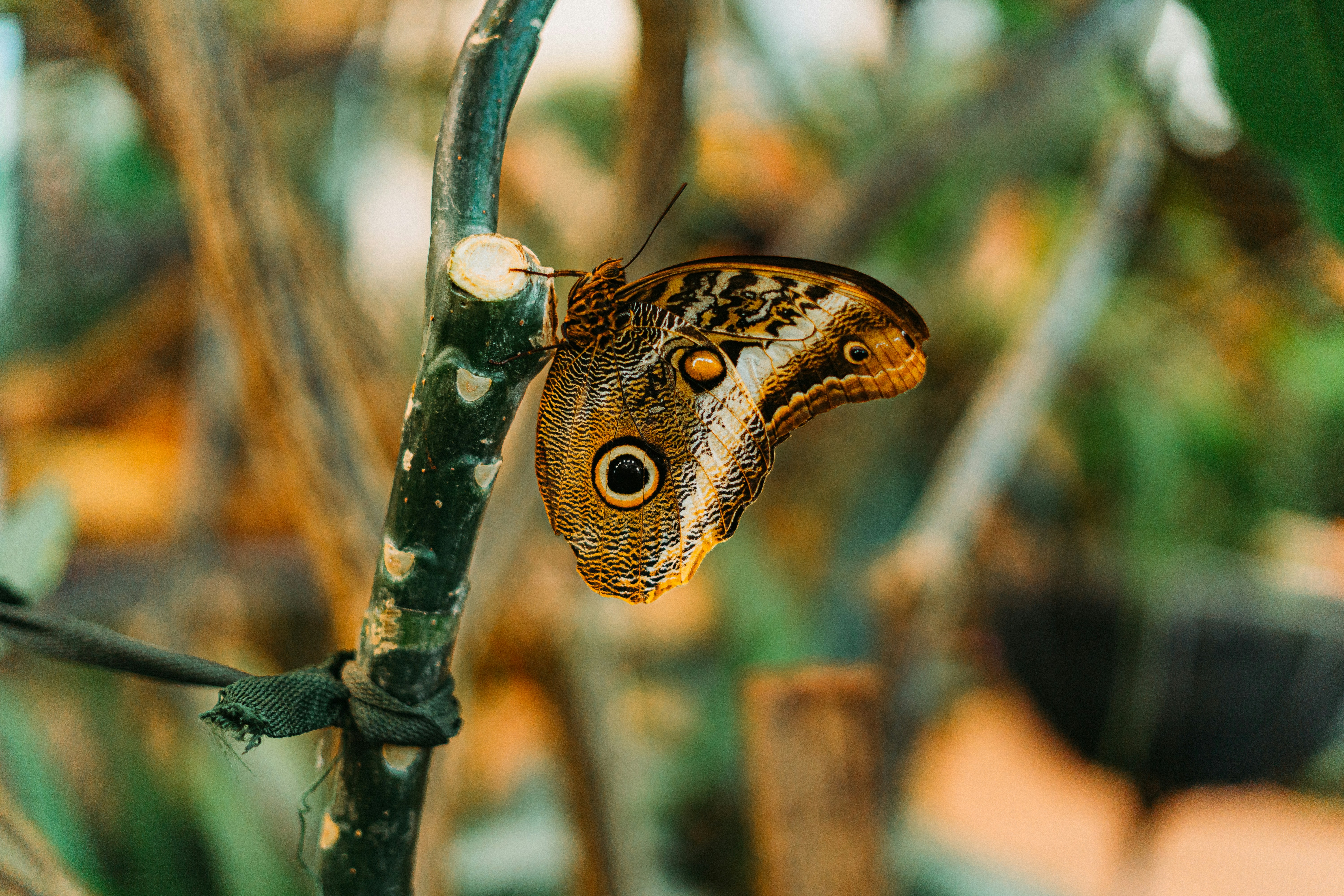 Uma borboleta repousa sobre um galho.