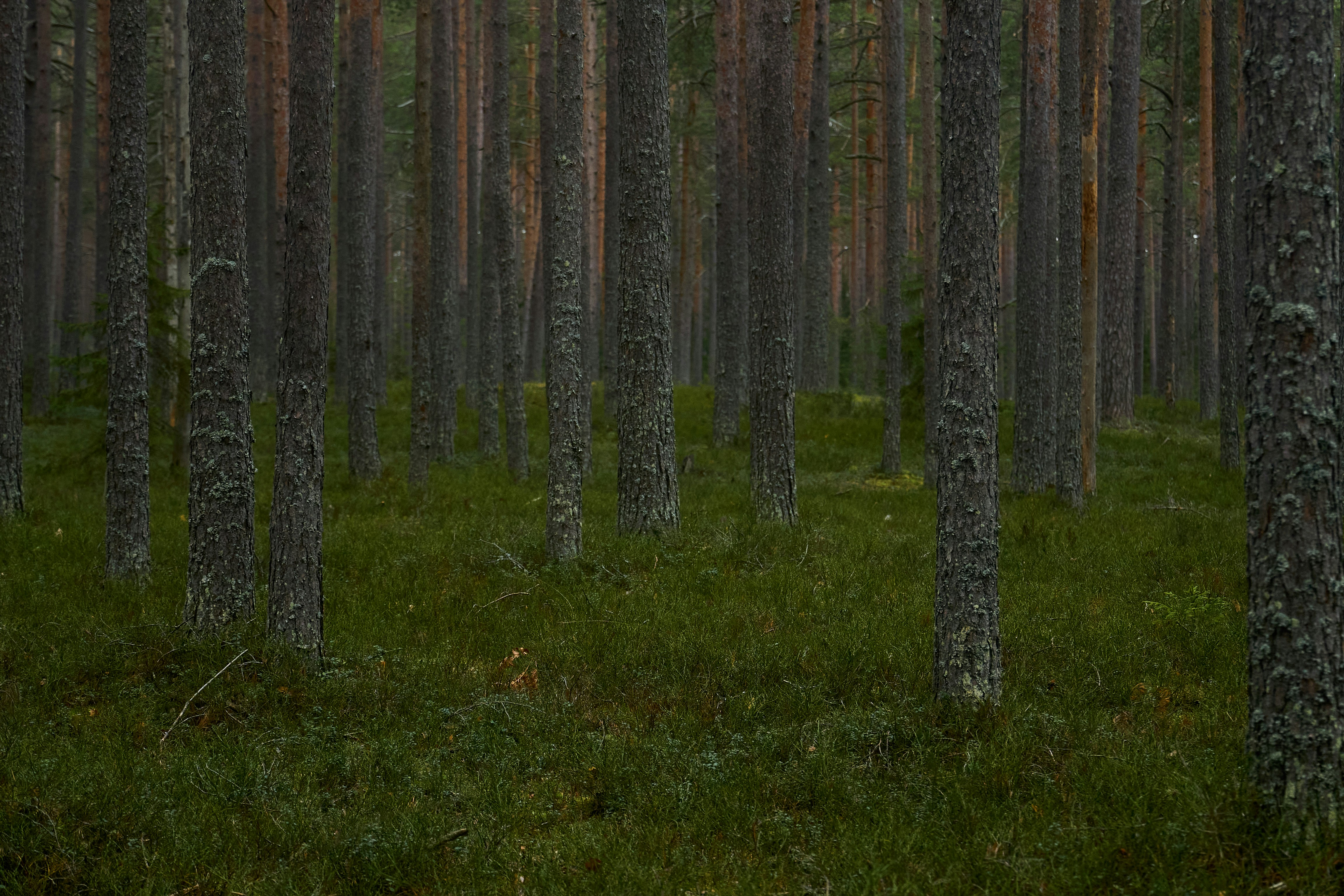 Photo by vadimkaipov