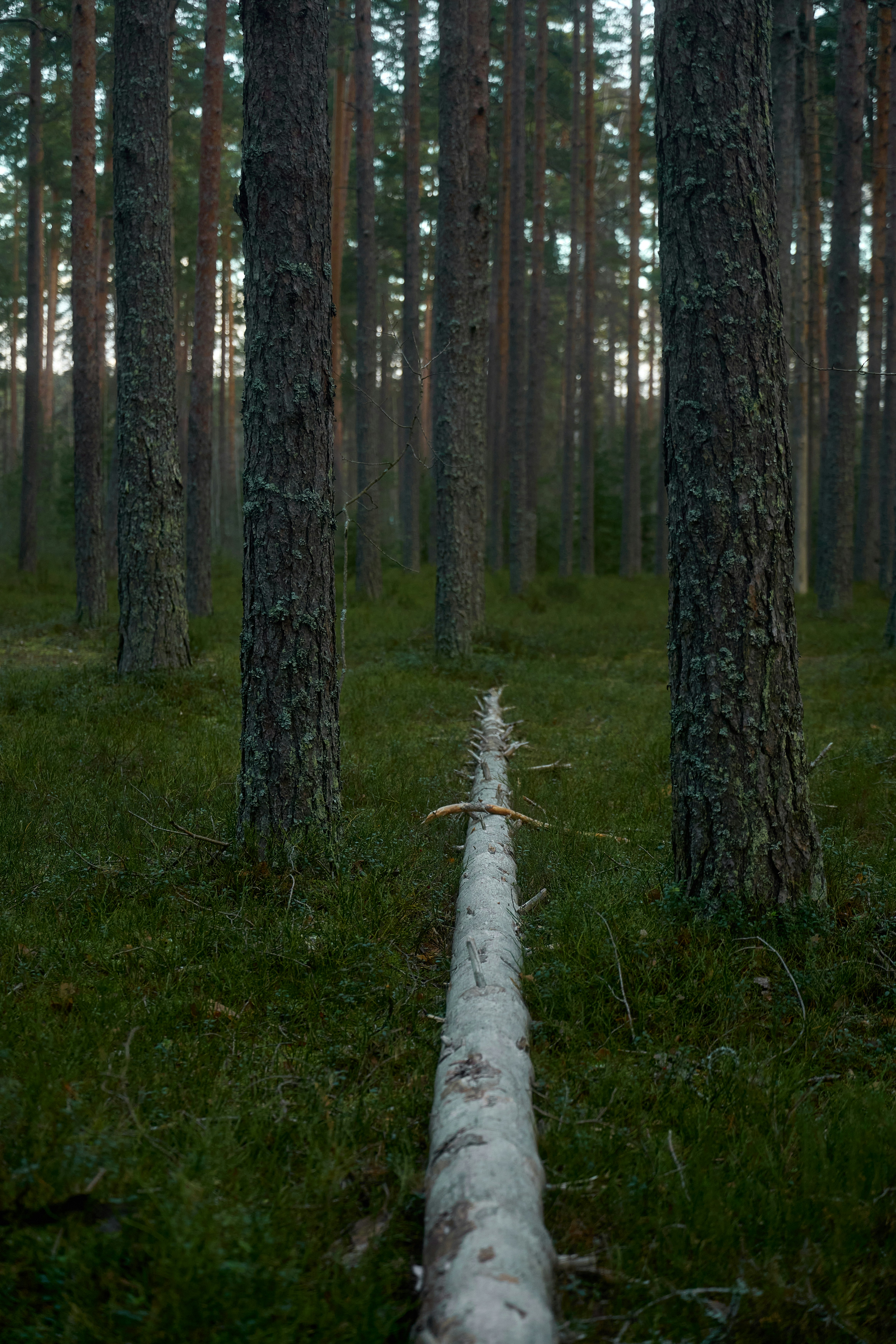 A fallen tree lies in a dark forest.