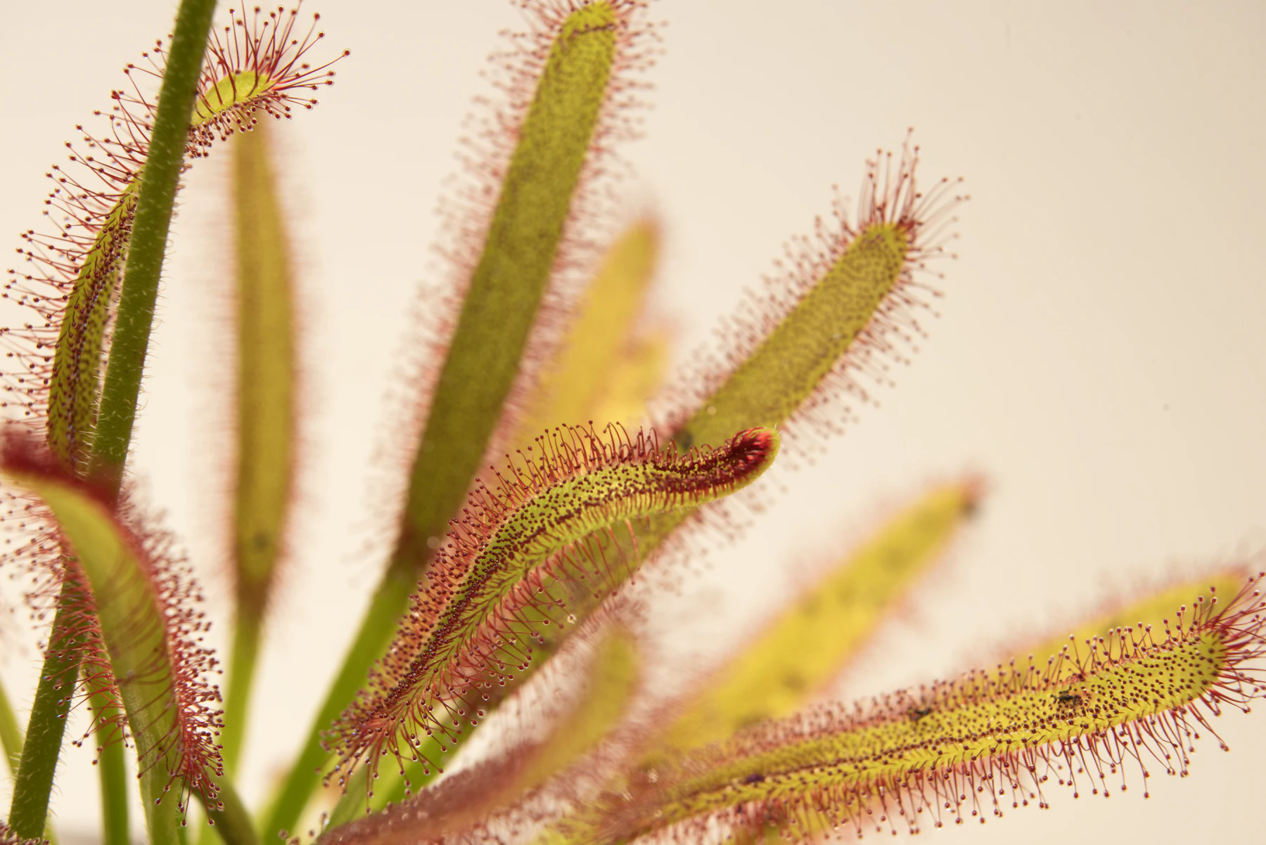 Long, narrow sundew leaves fringed with red sticky hairs against a pale background
