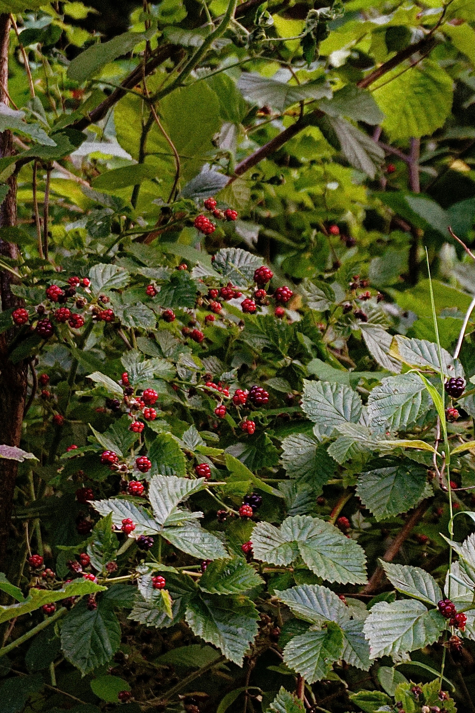 Someone holding a handful of wild berries.