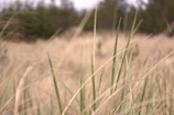 Dry grasses in a blurry field.