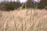 Dry grasses in a blurry field.