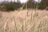 Dry grasses in a blurry field.