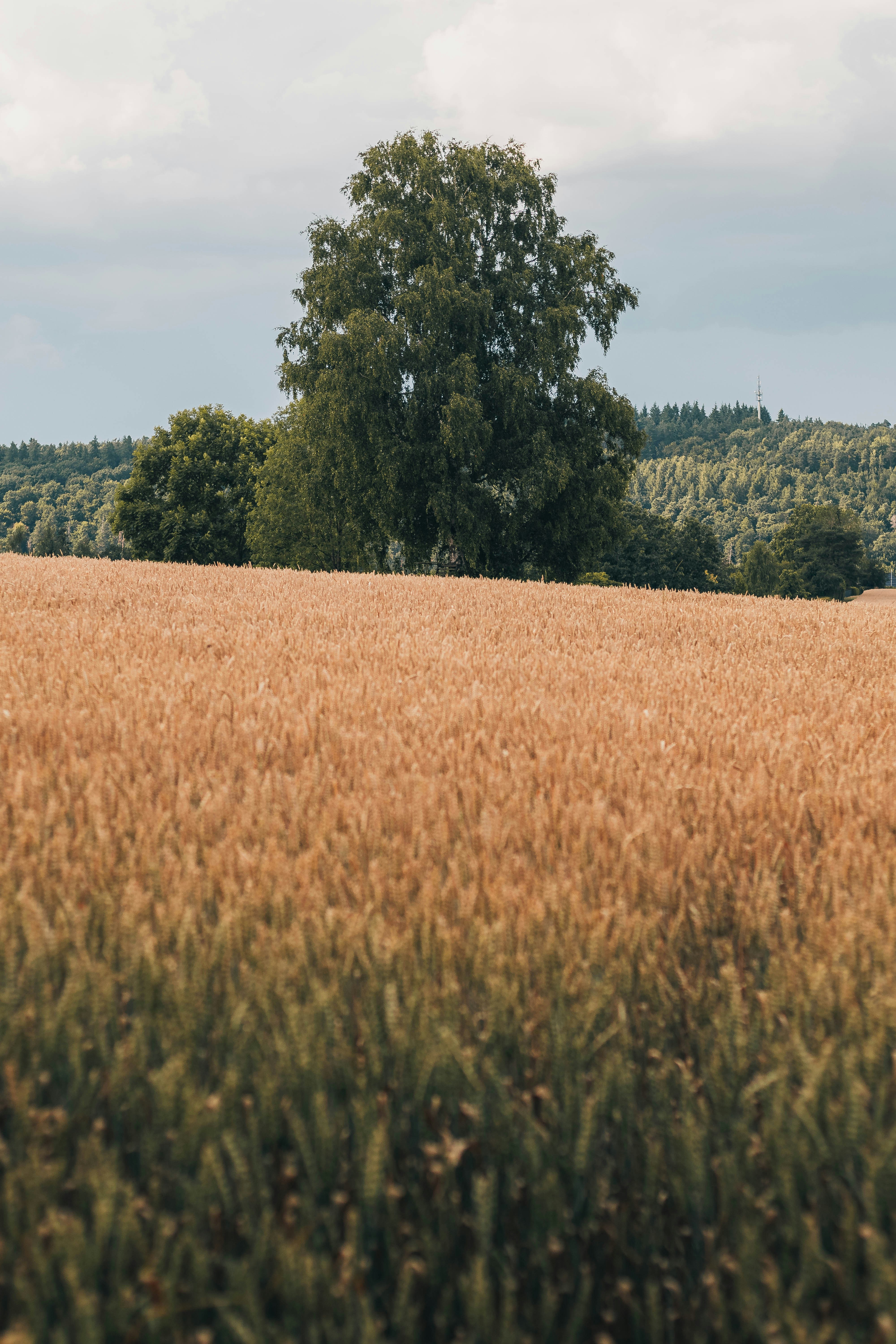 Photo by arlindphotography