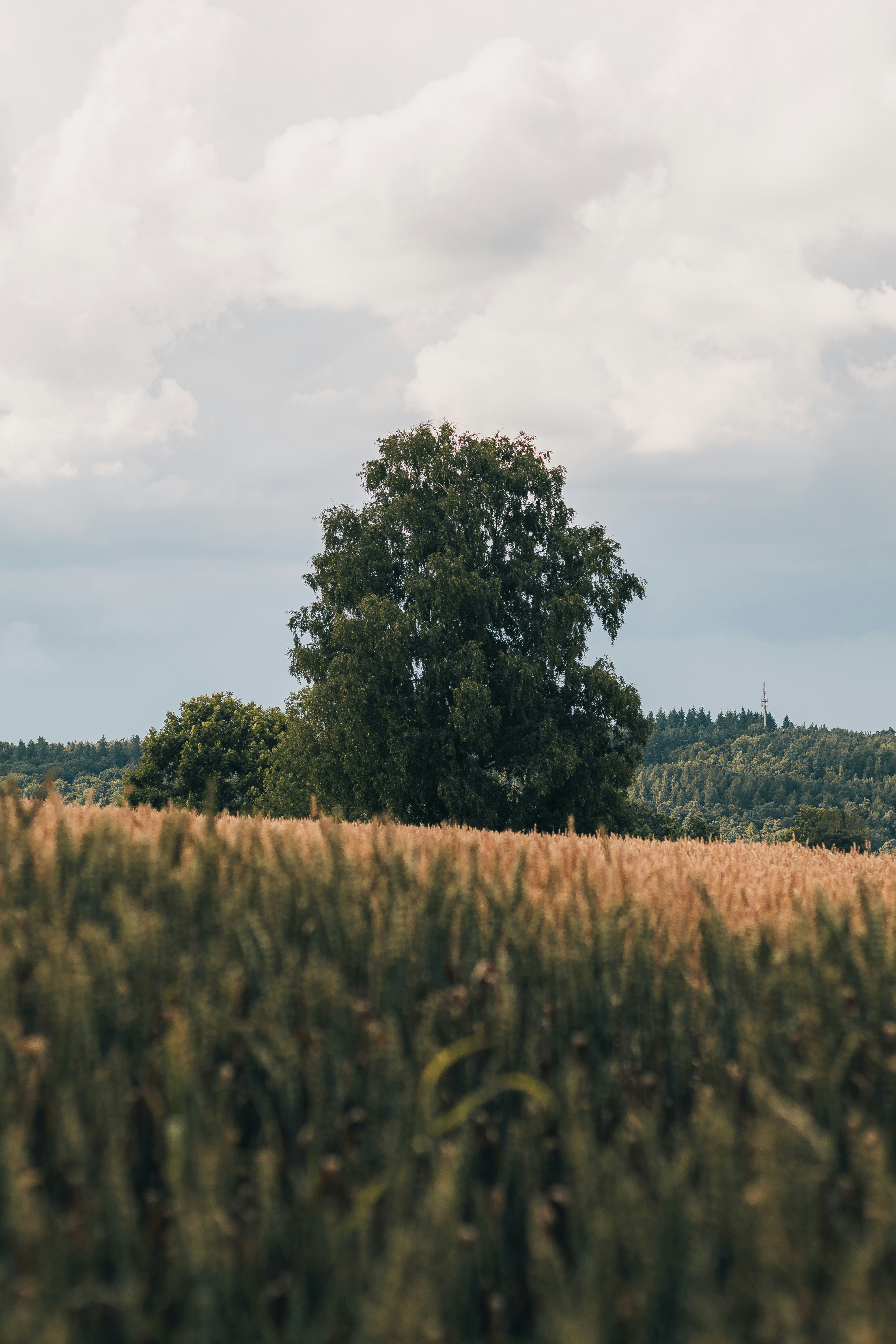 Photo by arlindphotography