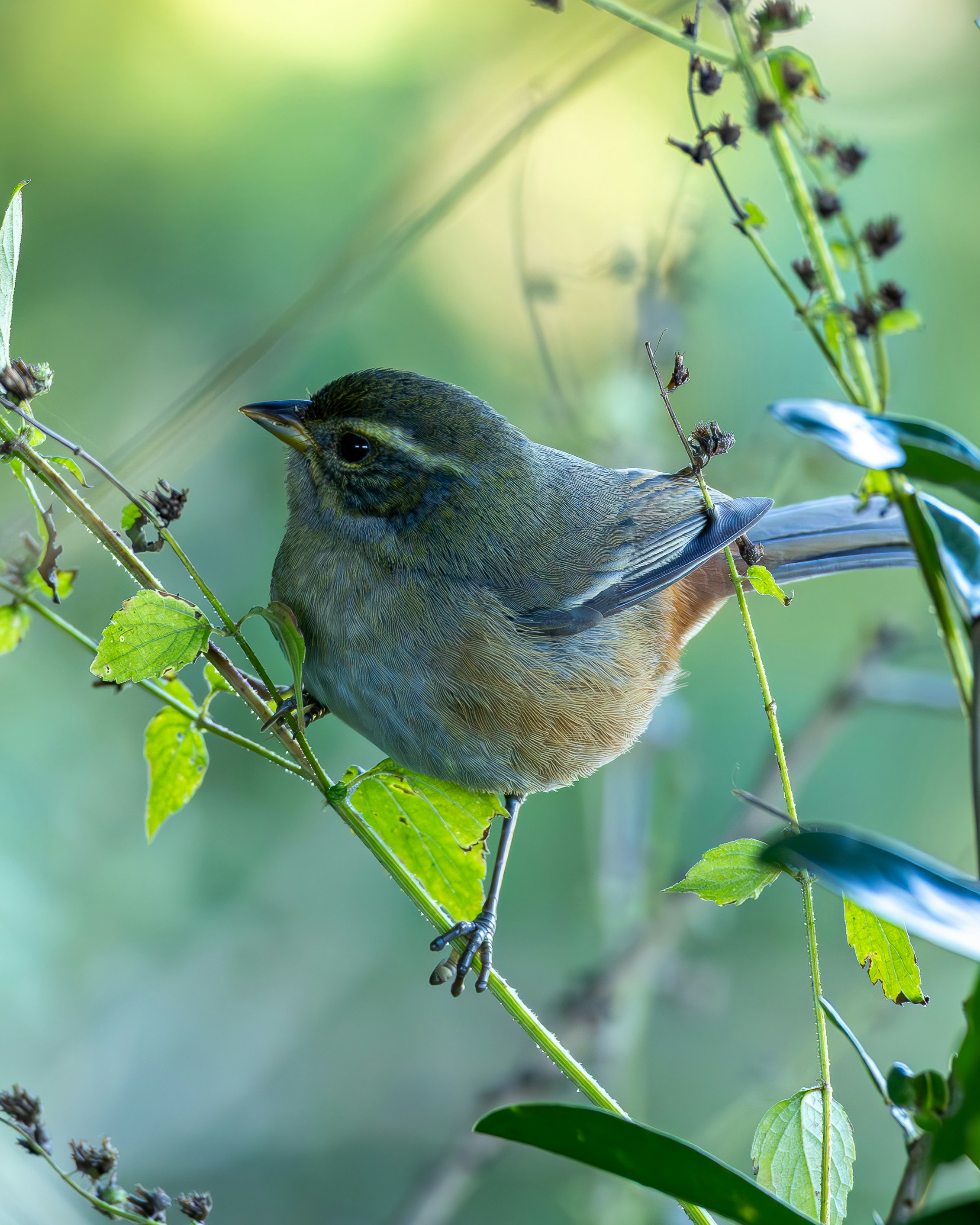 Photo by matheuskprot