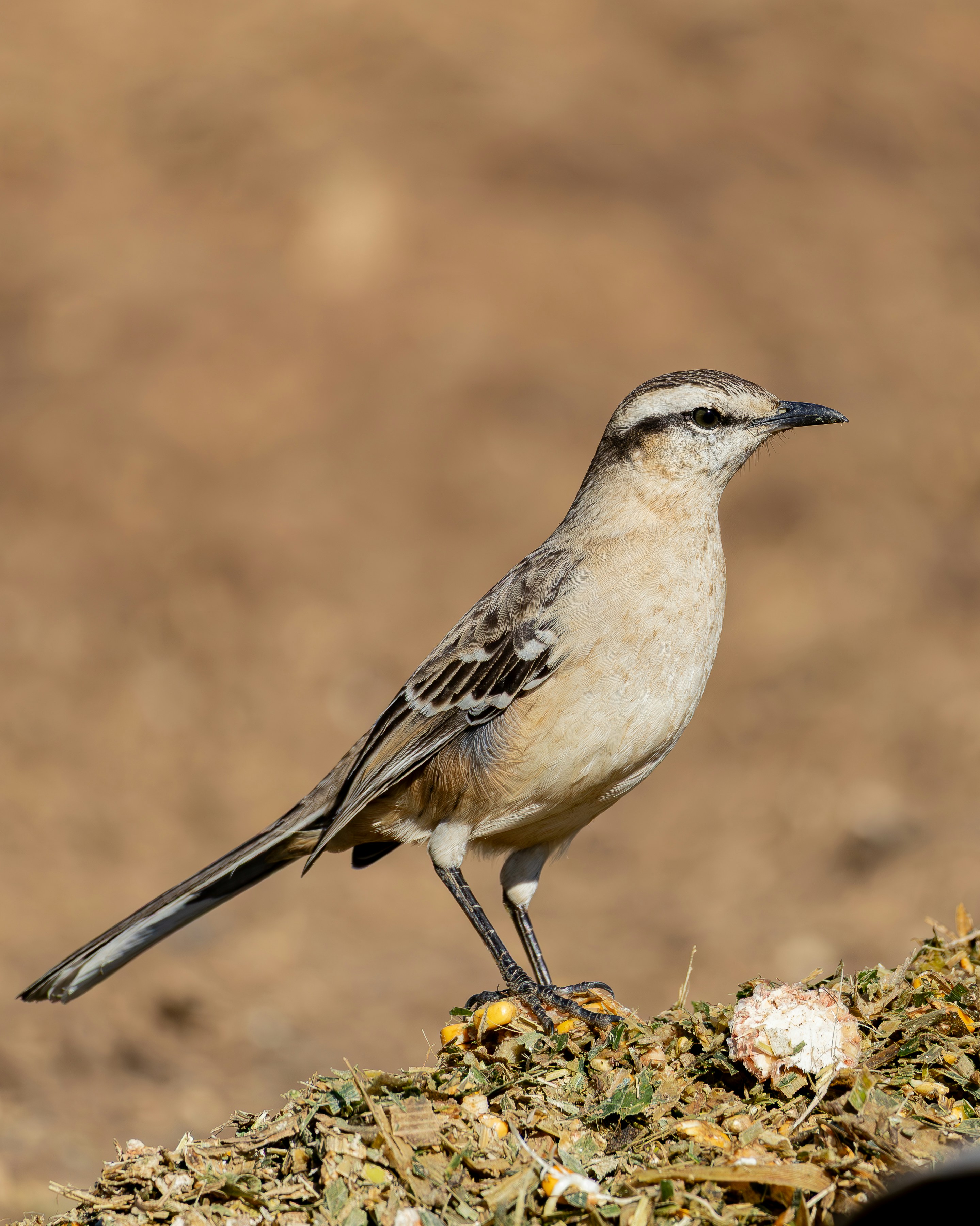 Photo by matheuskprot