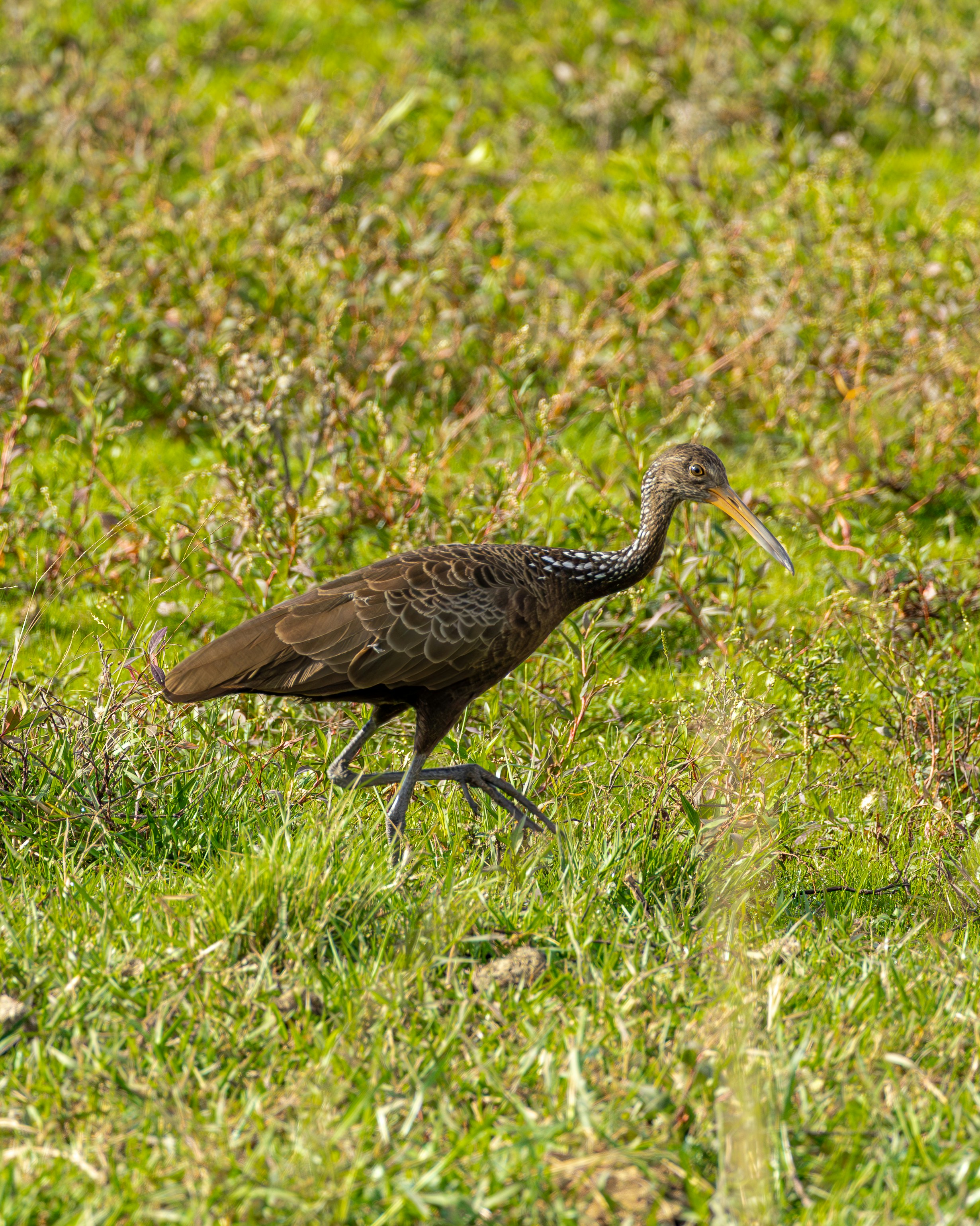 Photo by matheuskprot