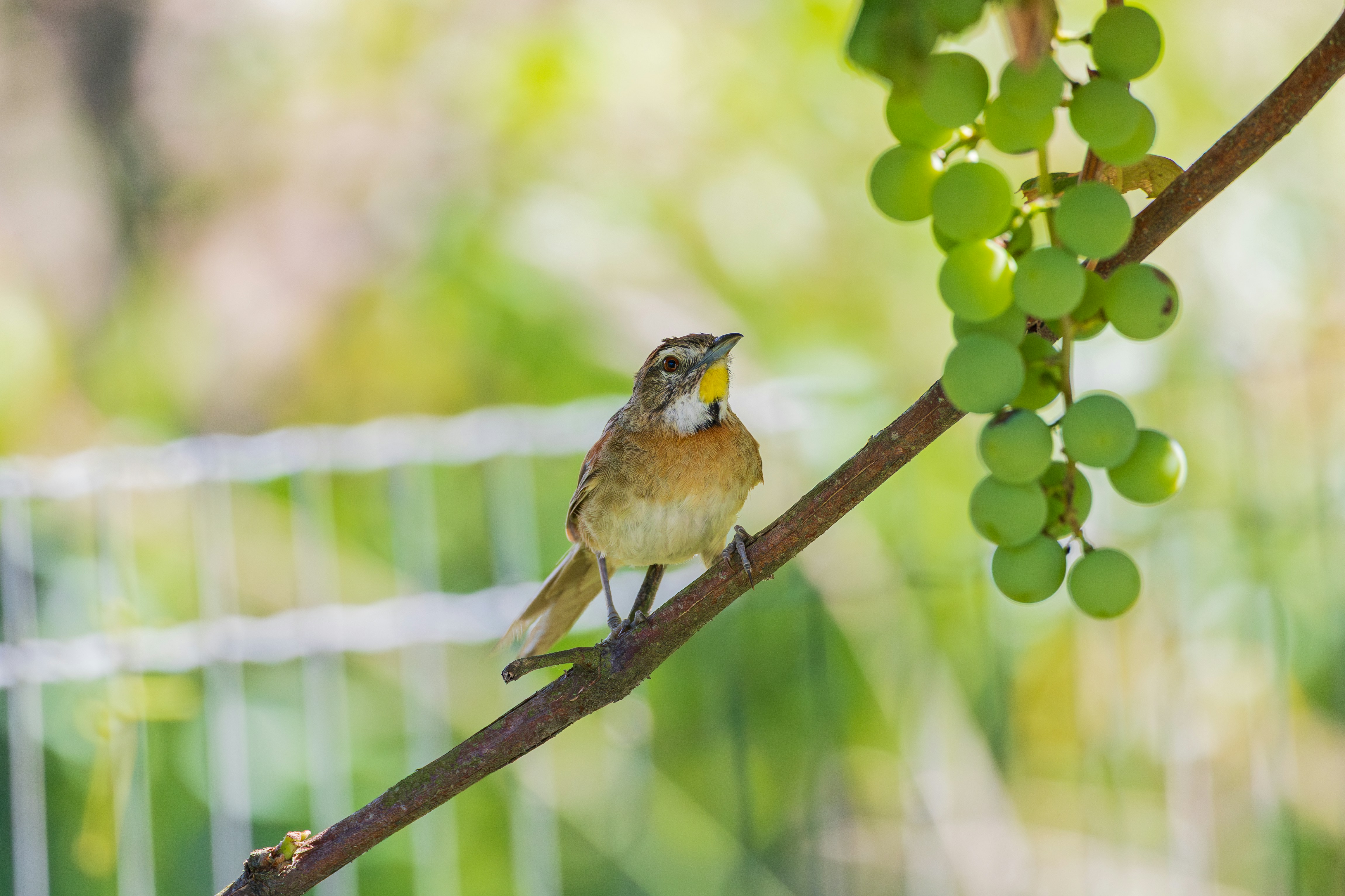 Photo by matheuskprot