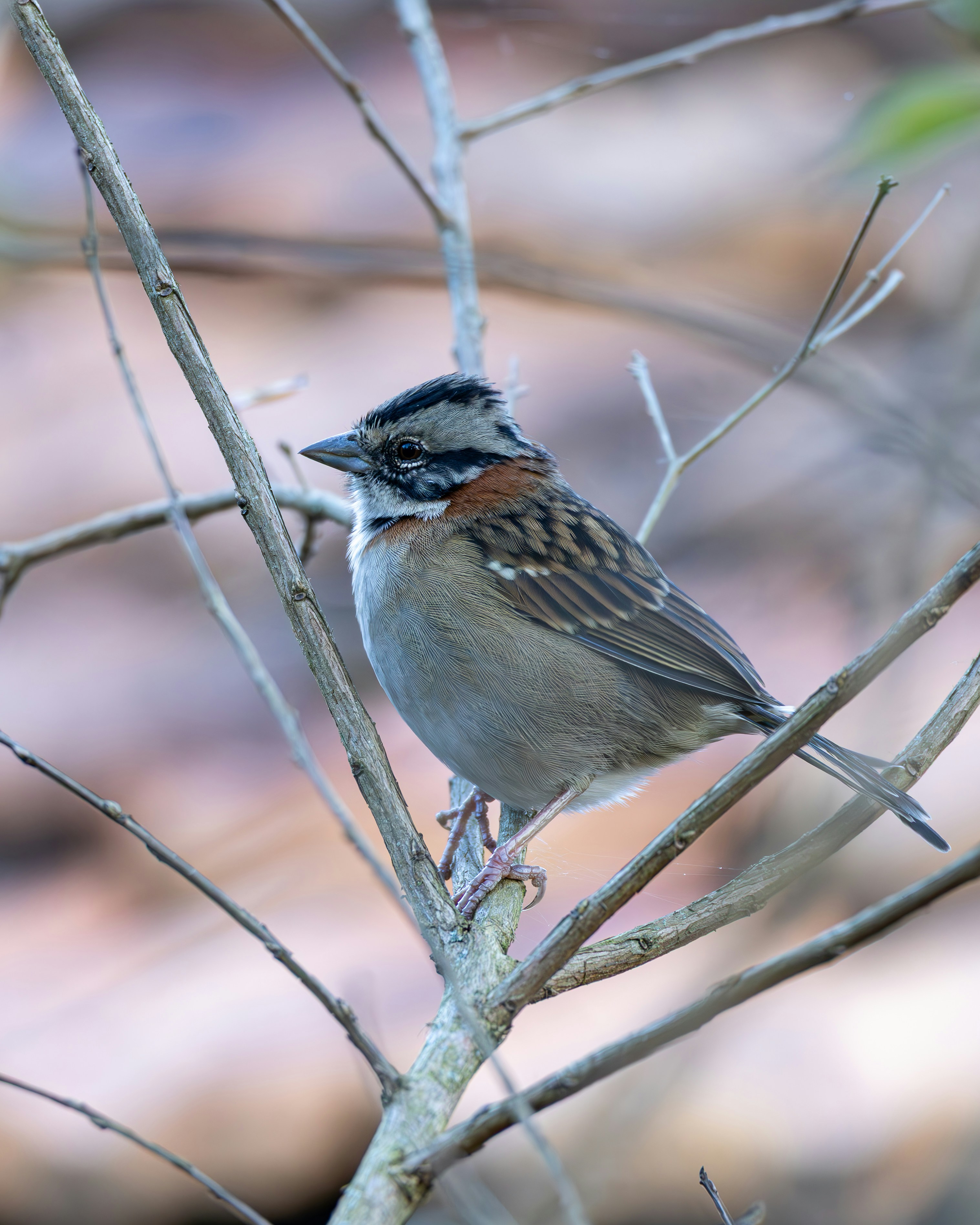 Photo by matheuskprot