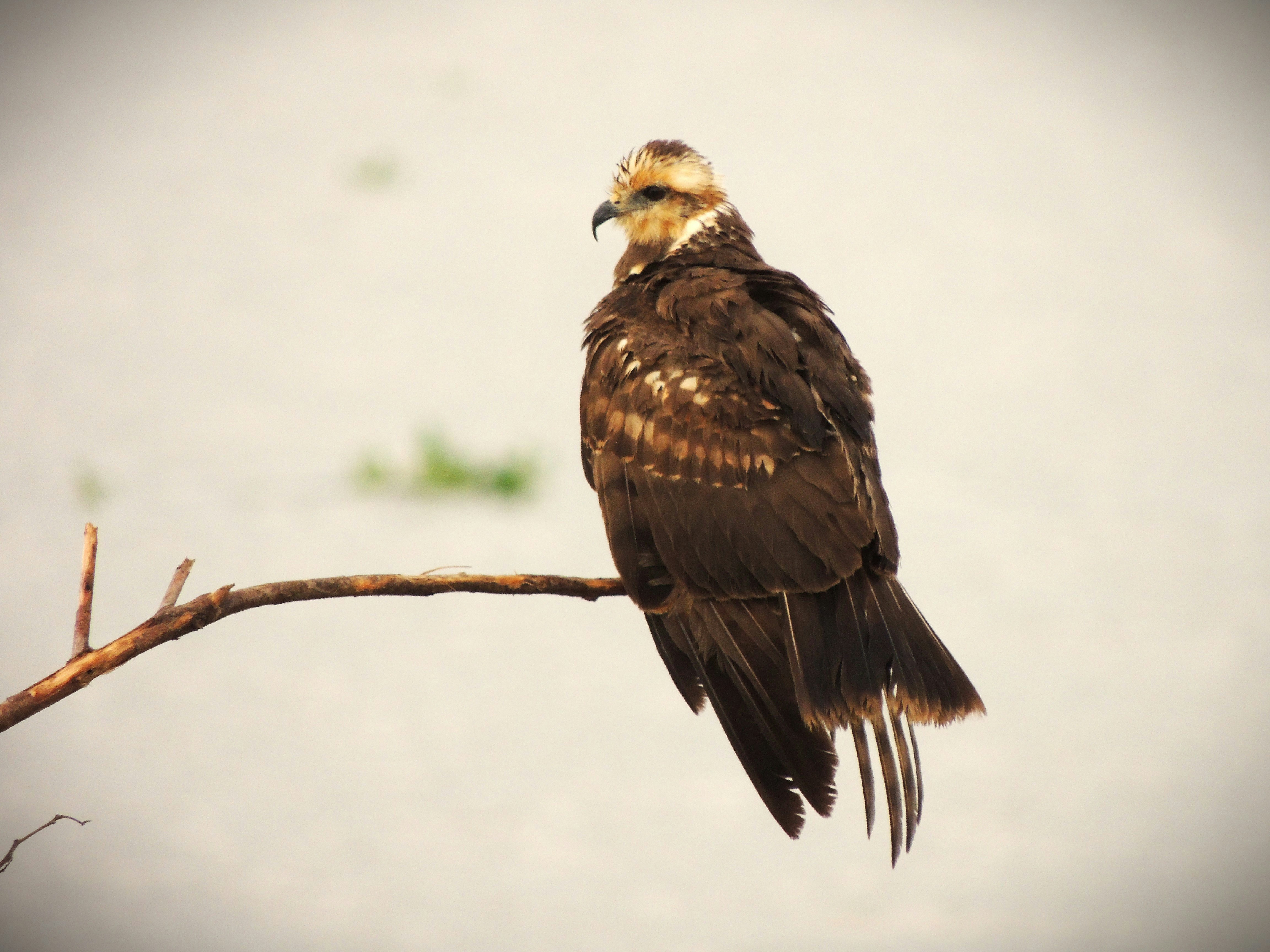 A hawk perches on a branch, looking back.