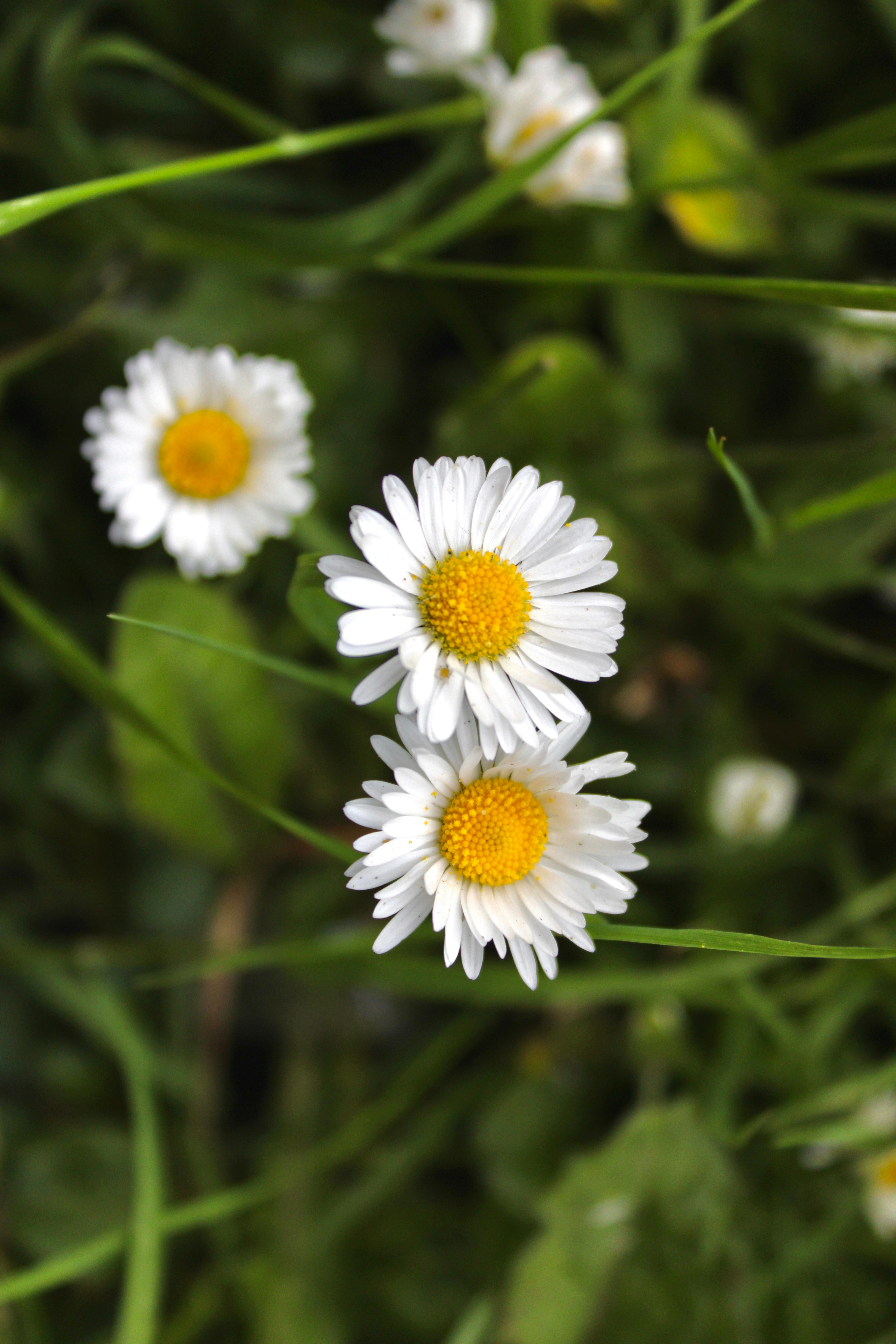 Photo by priyankachechi29