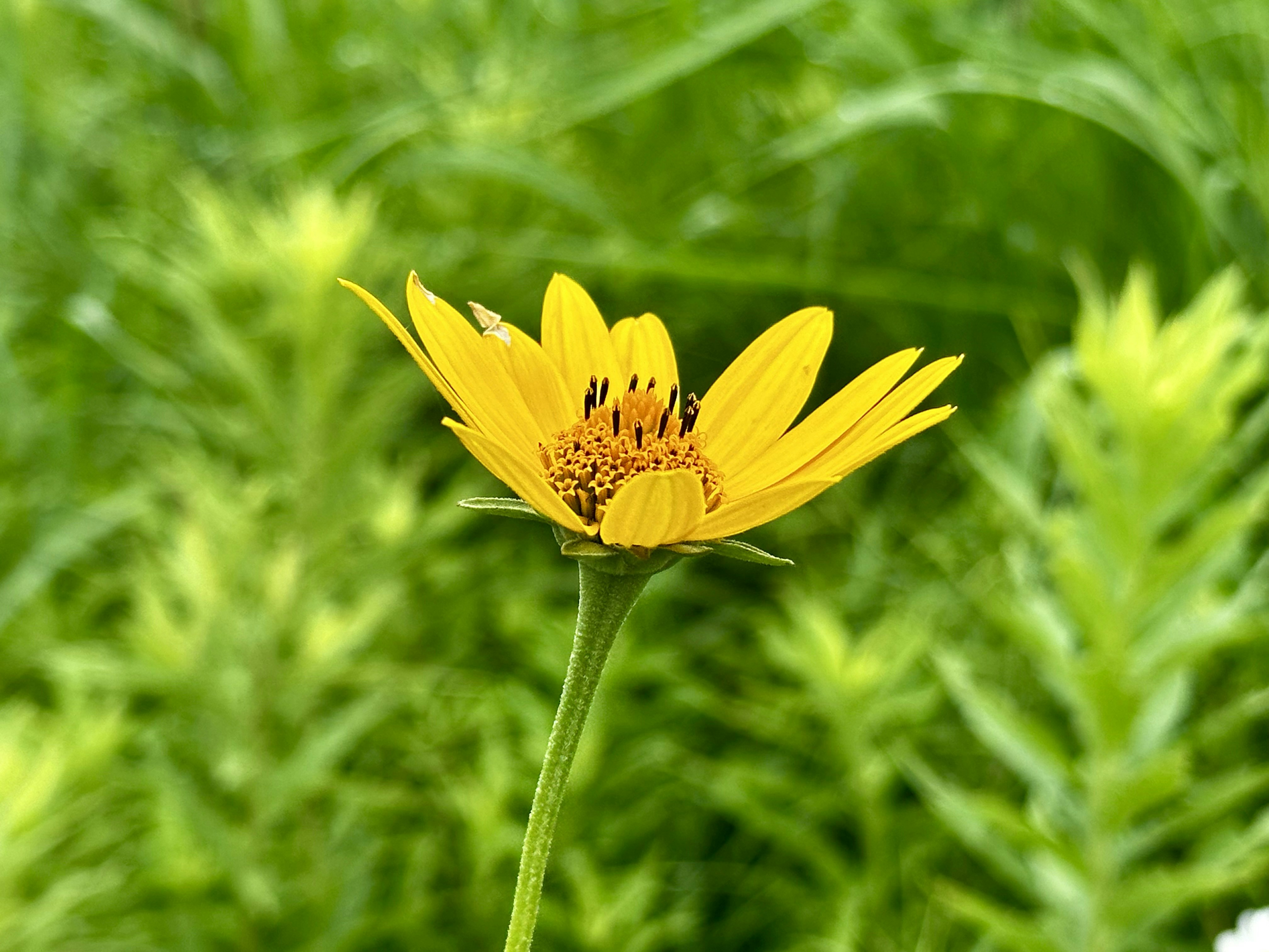 Photo by midkiffaries