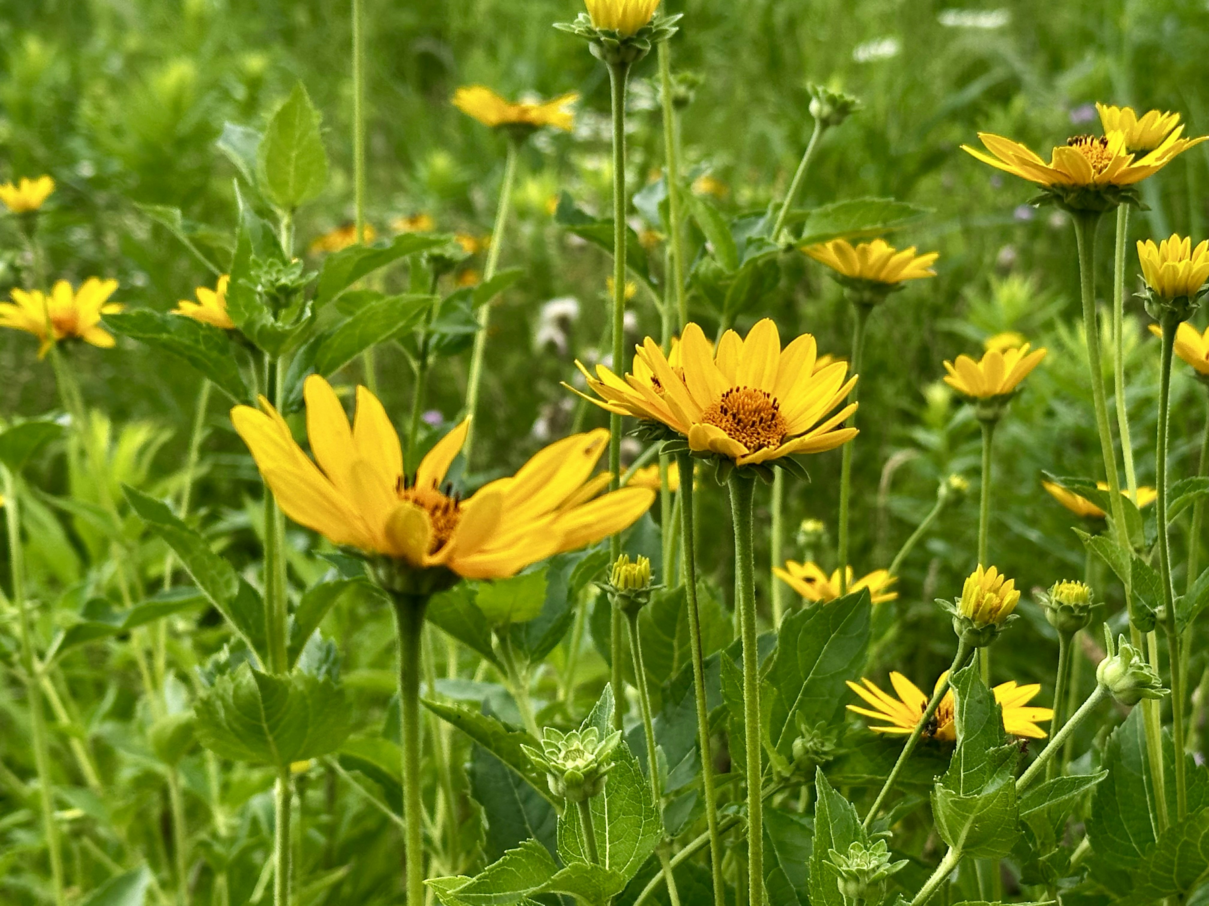 Photo by midkiffaries