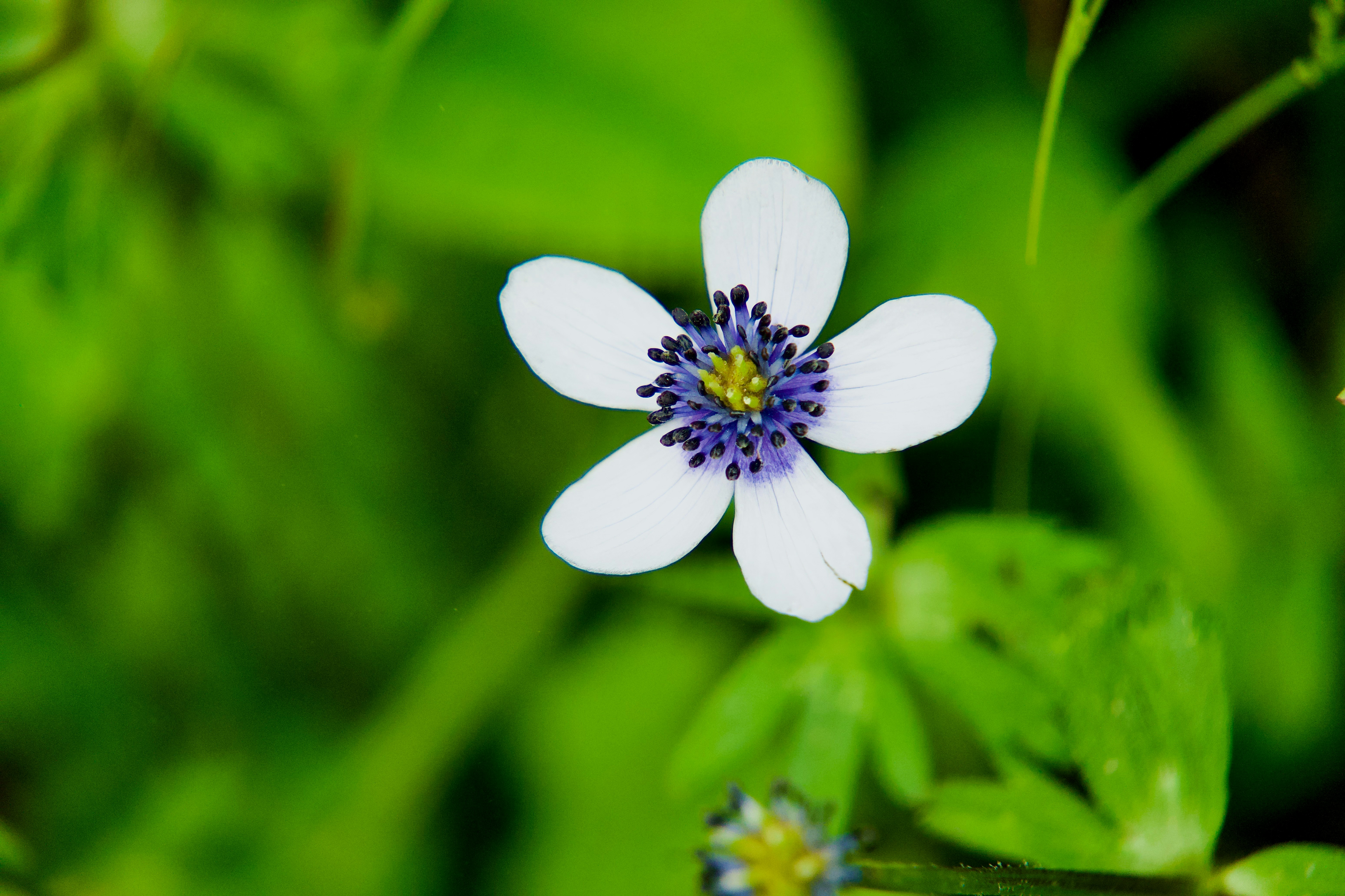 Photo by sanjeev_shakya