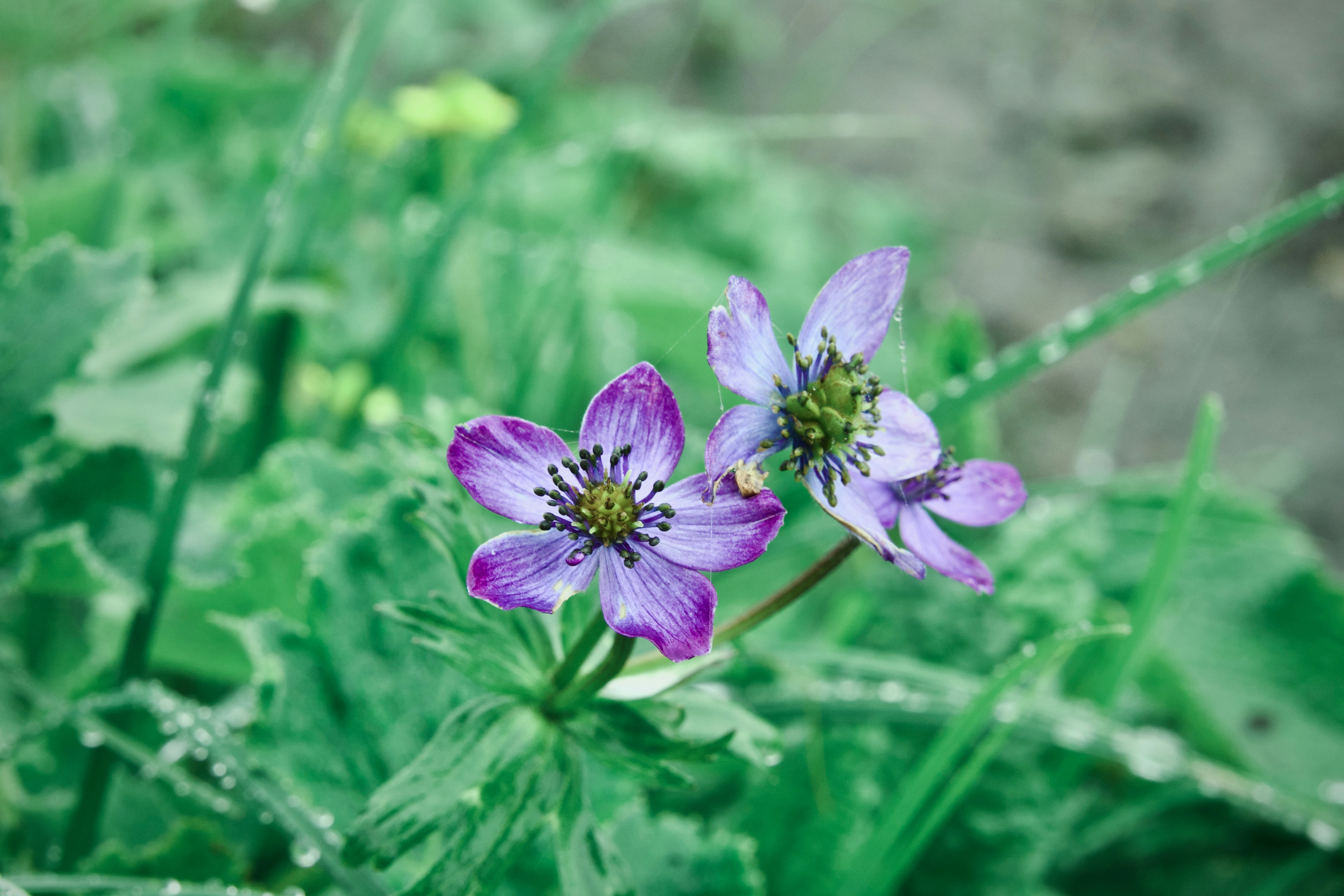 Photo by sanjeev_shakya