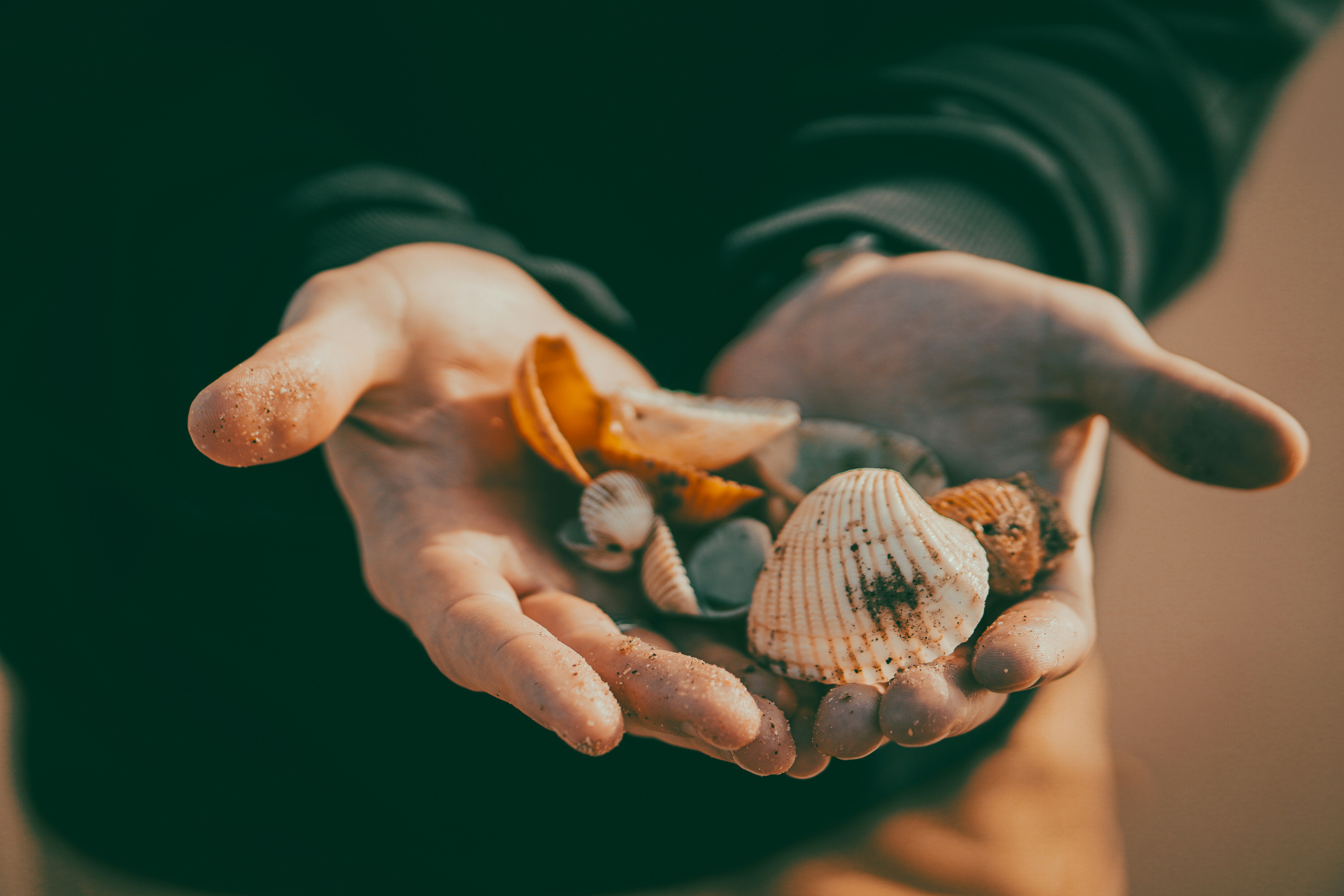 Hands hold a collection of seashells.