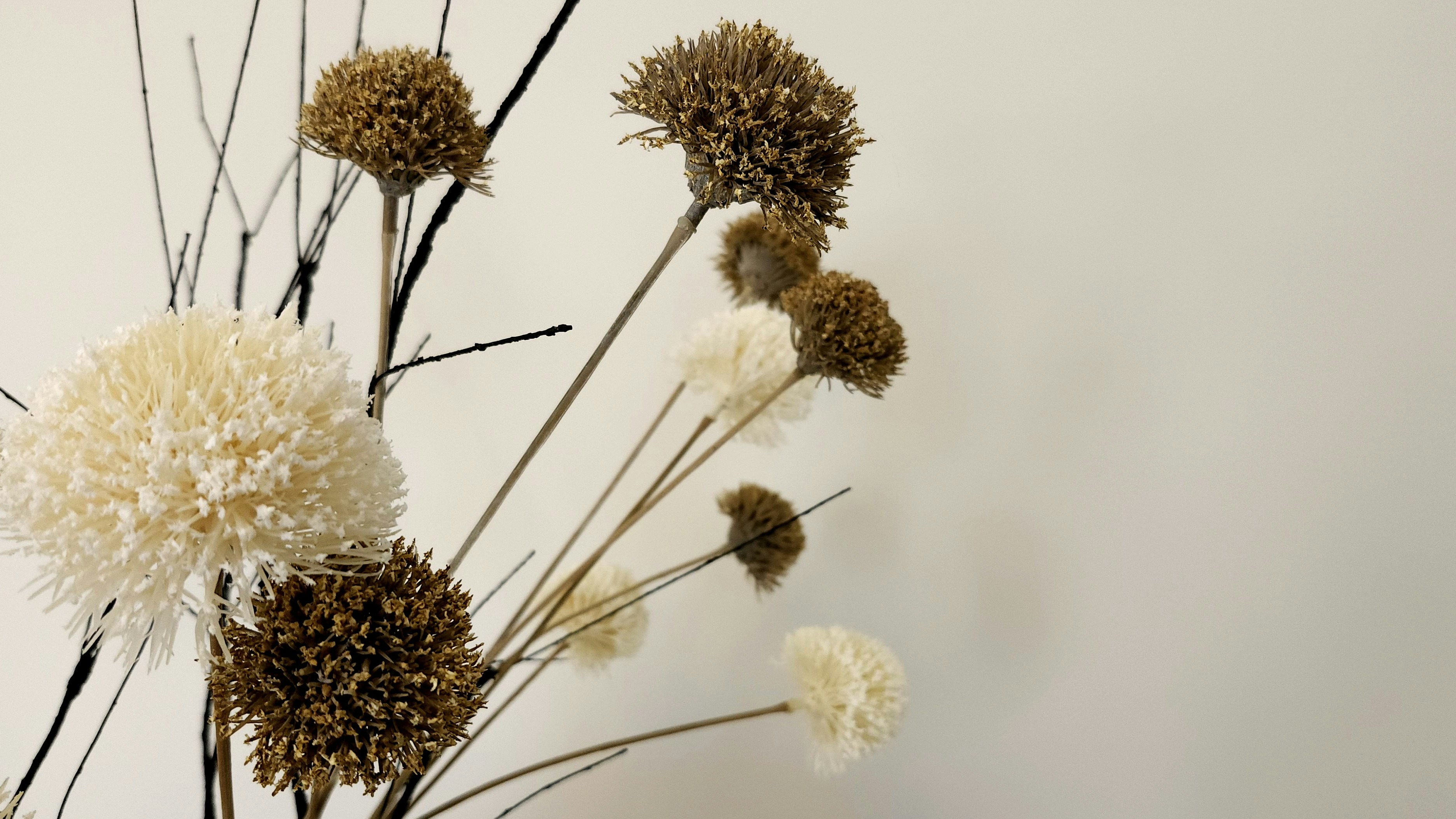 Dry flowers and branches are arranged against a wall.