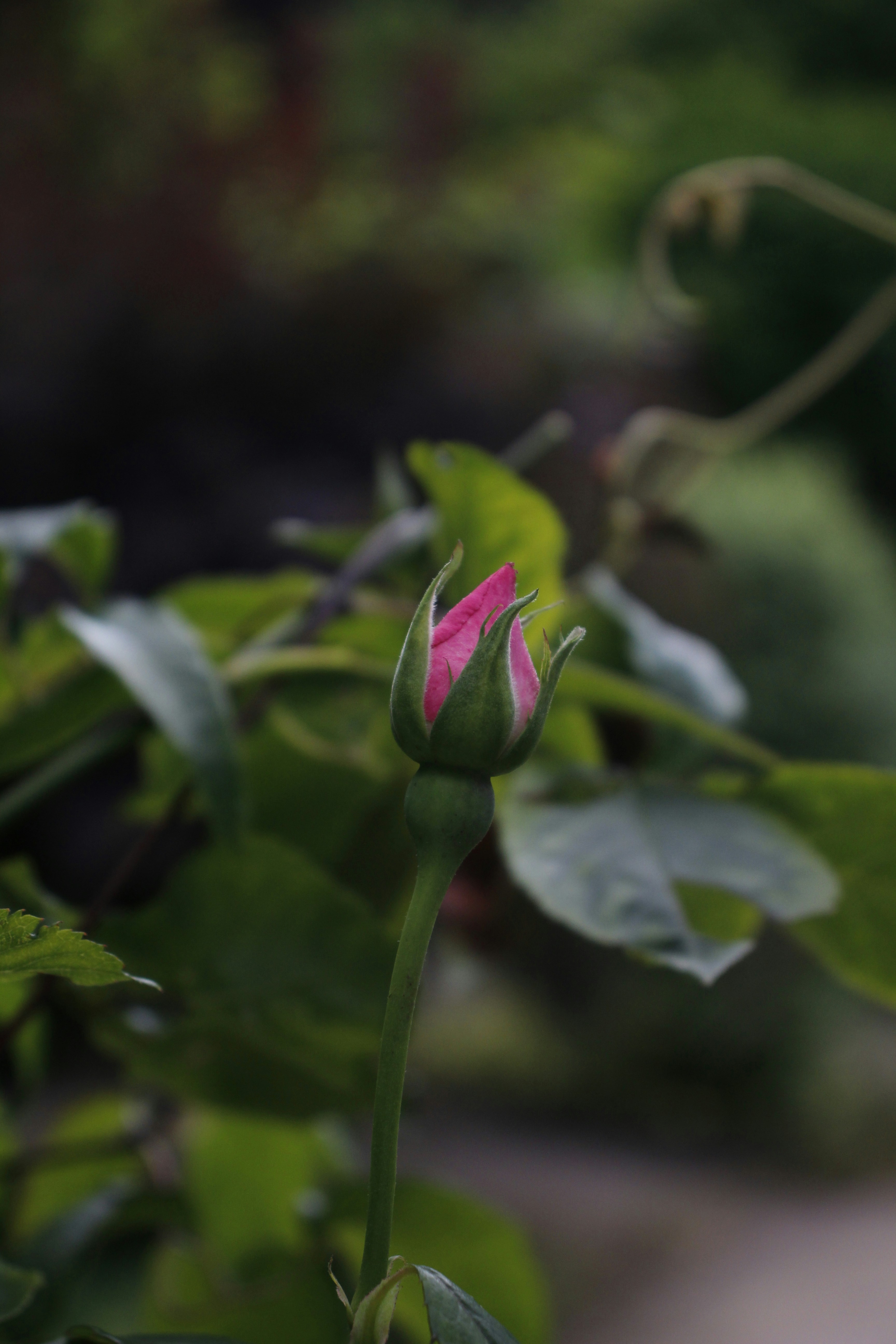 Photo by bloominghyacinth