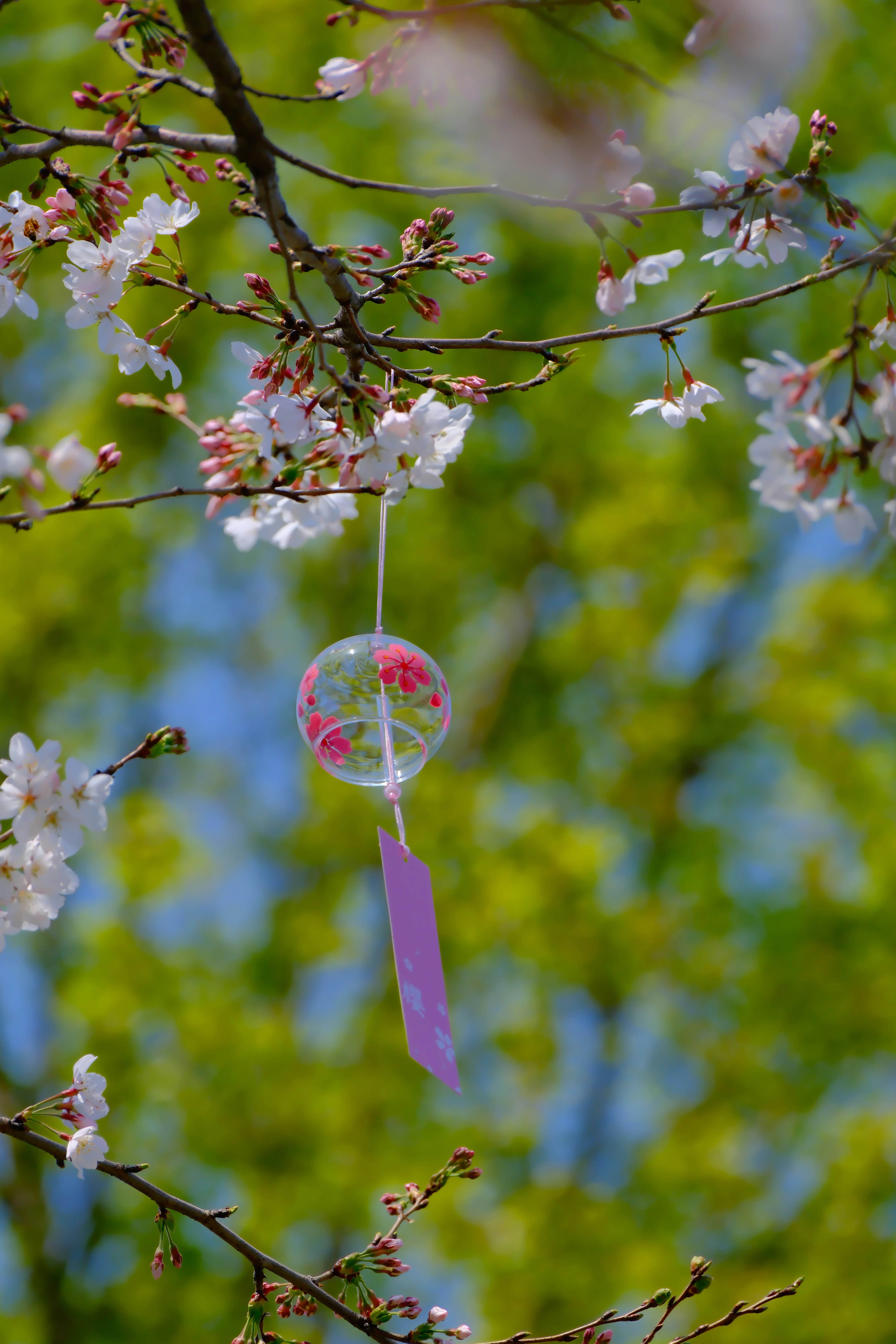 Photo by terrycarnivoroua