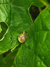 A snail rests on a green leaf.