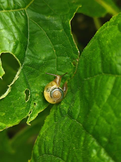 A snail rests on a green leaf.