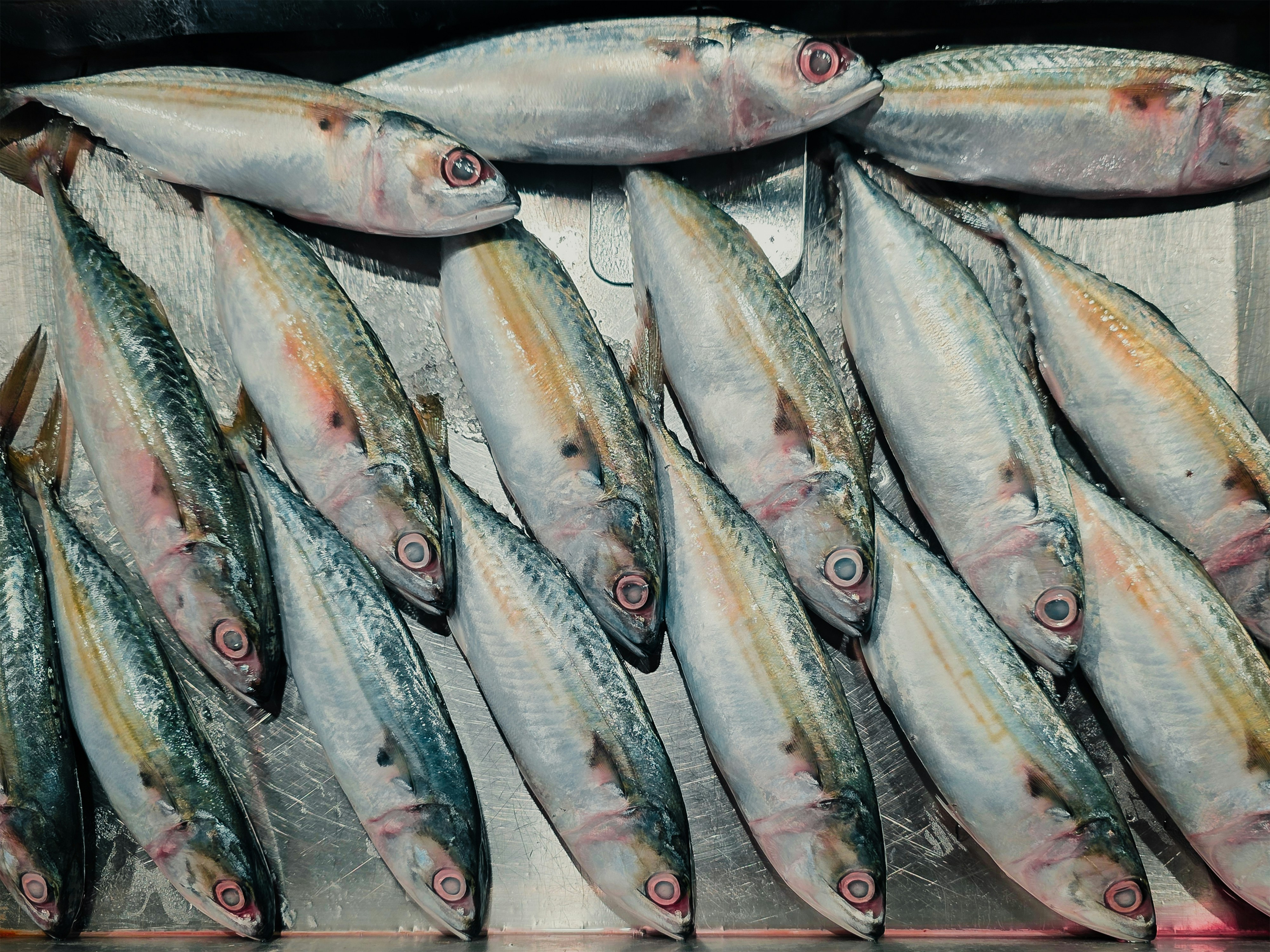 Fresh fish are displayed in a neat arrangement.