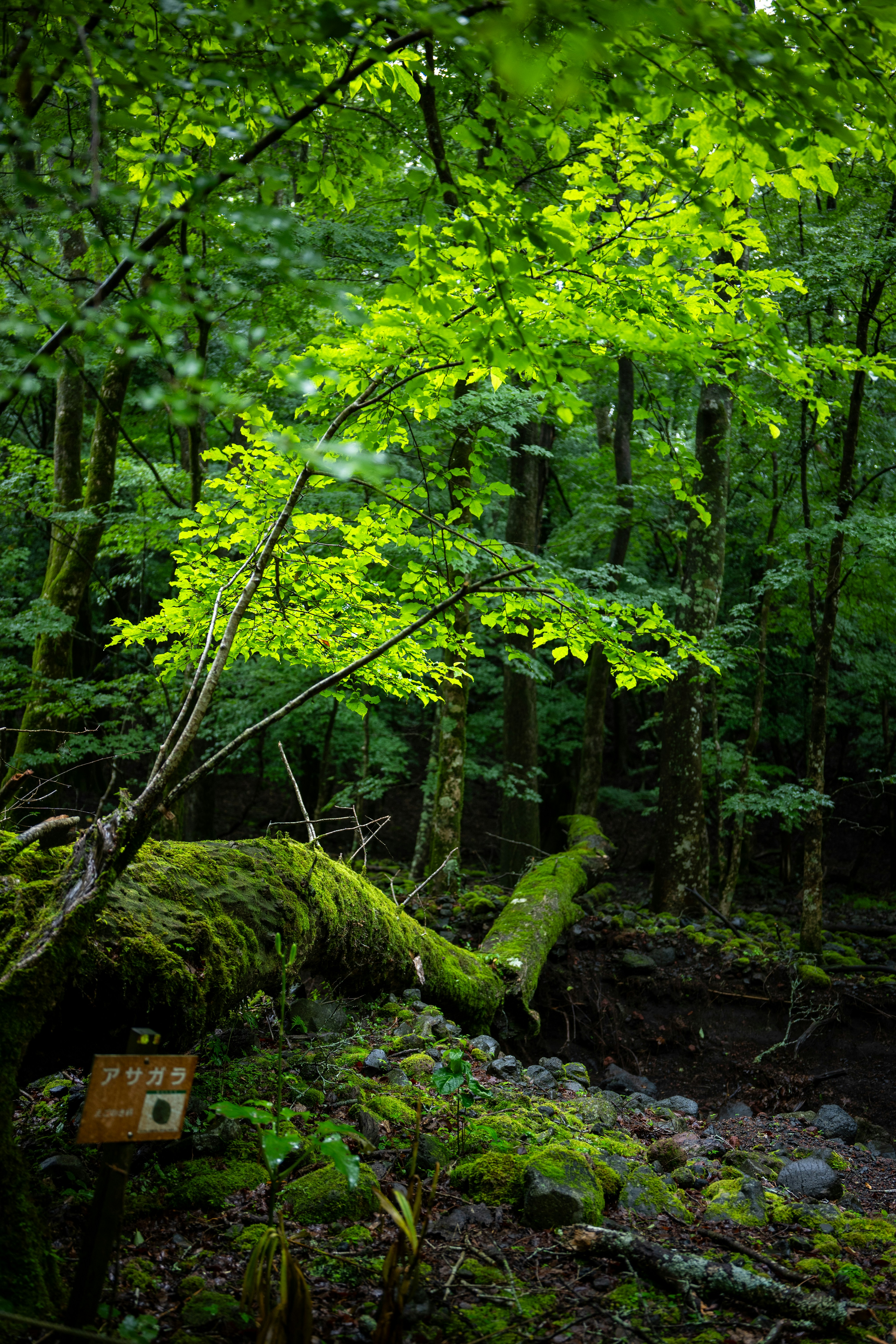 Hokkaido Locals and Nature