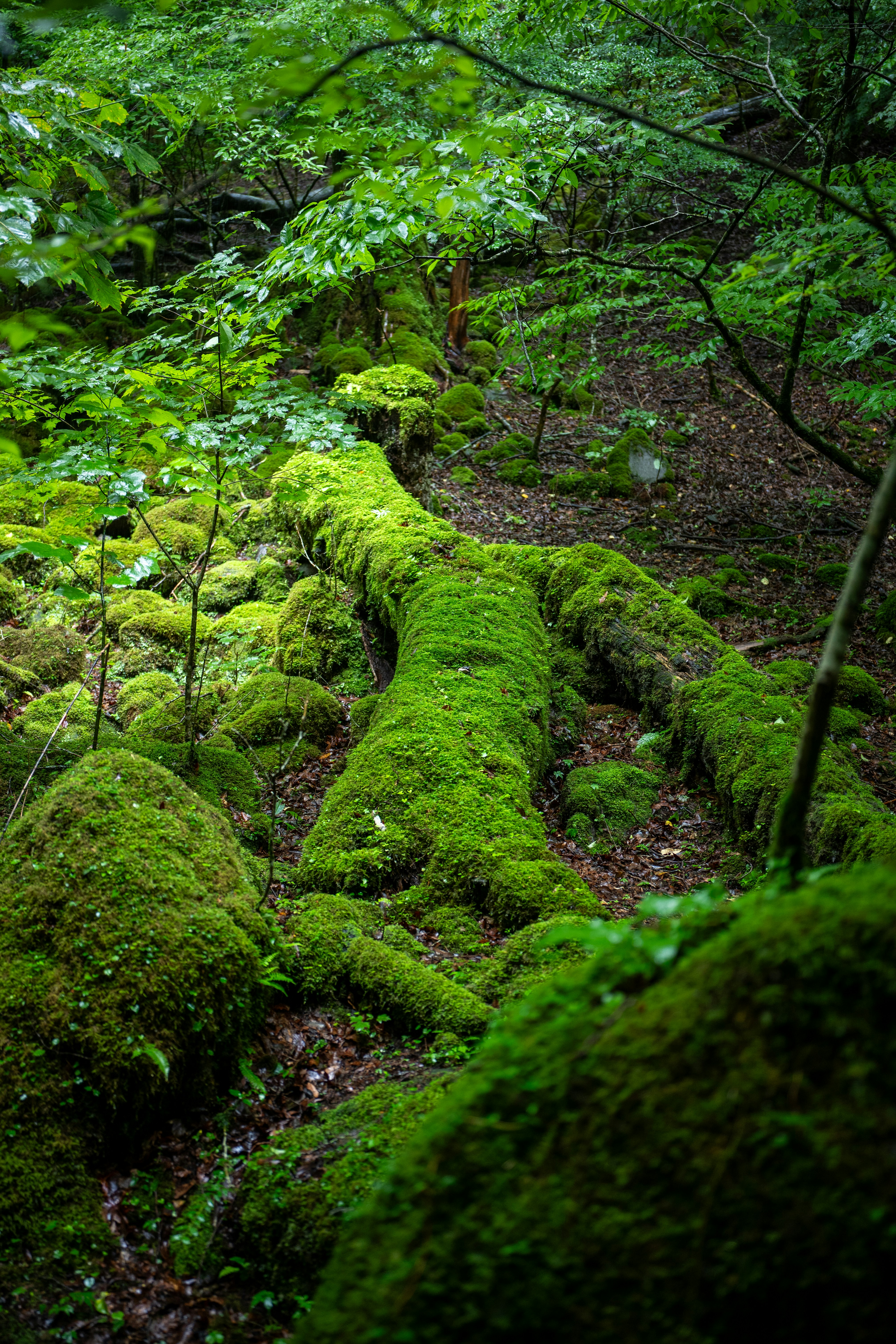Yakushima ancient moss forest