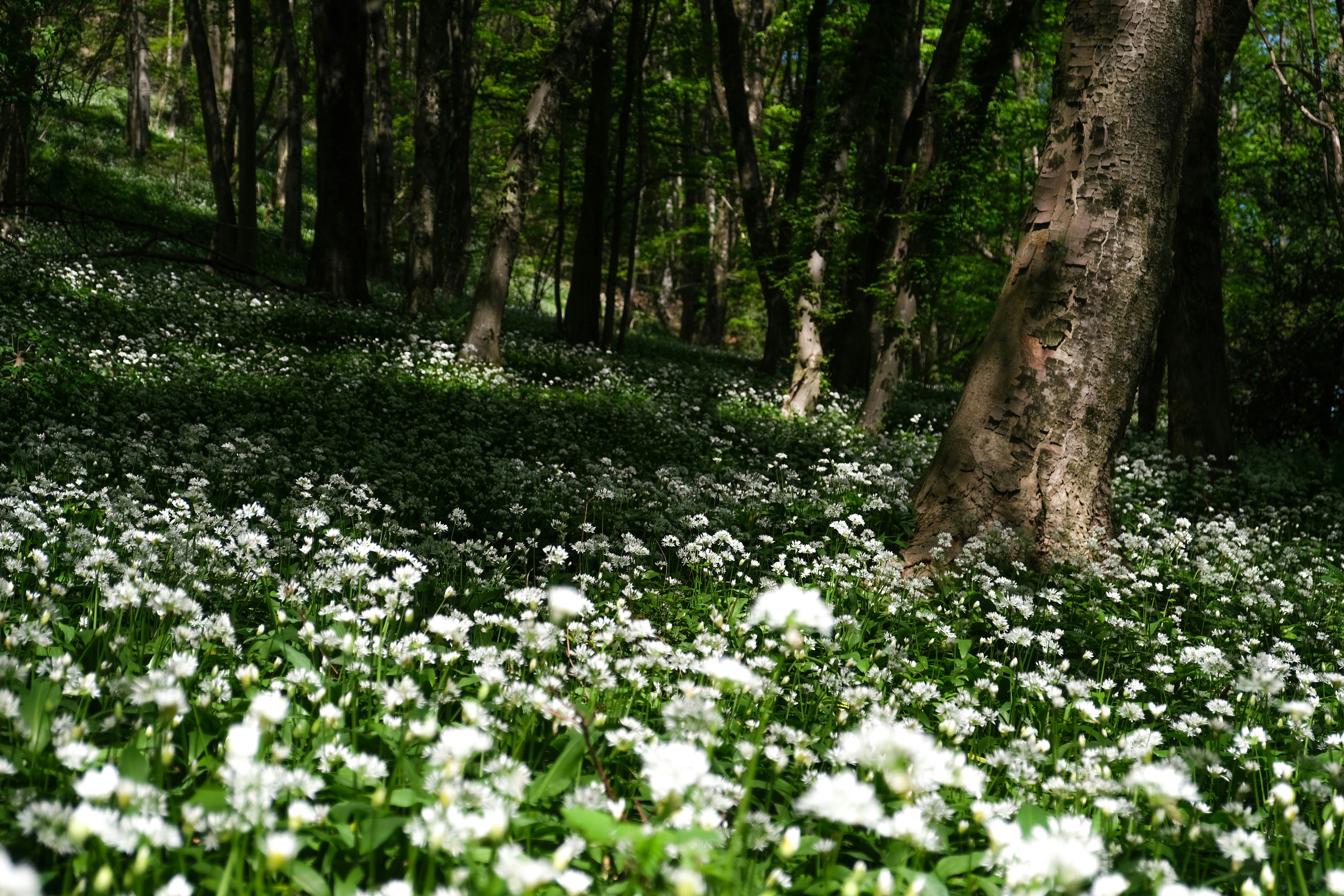 Photo by paolomilesi