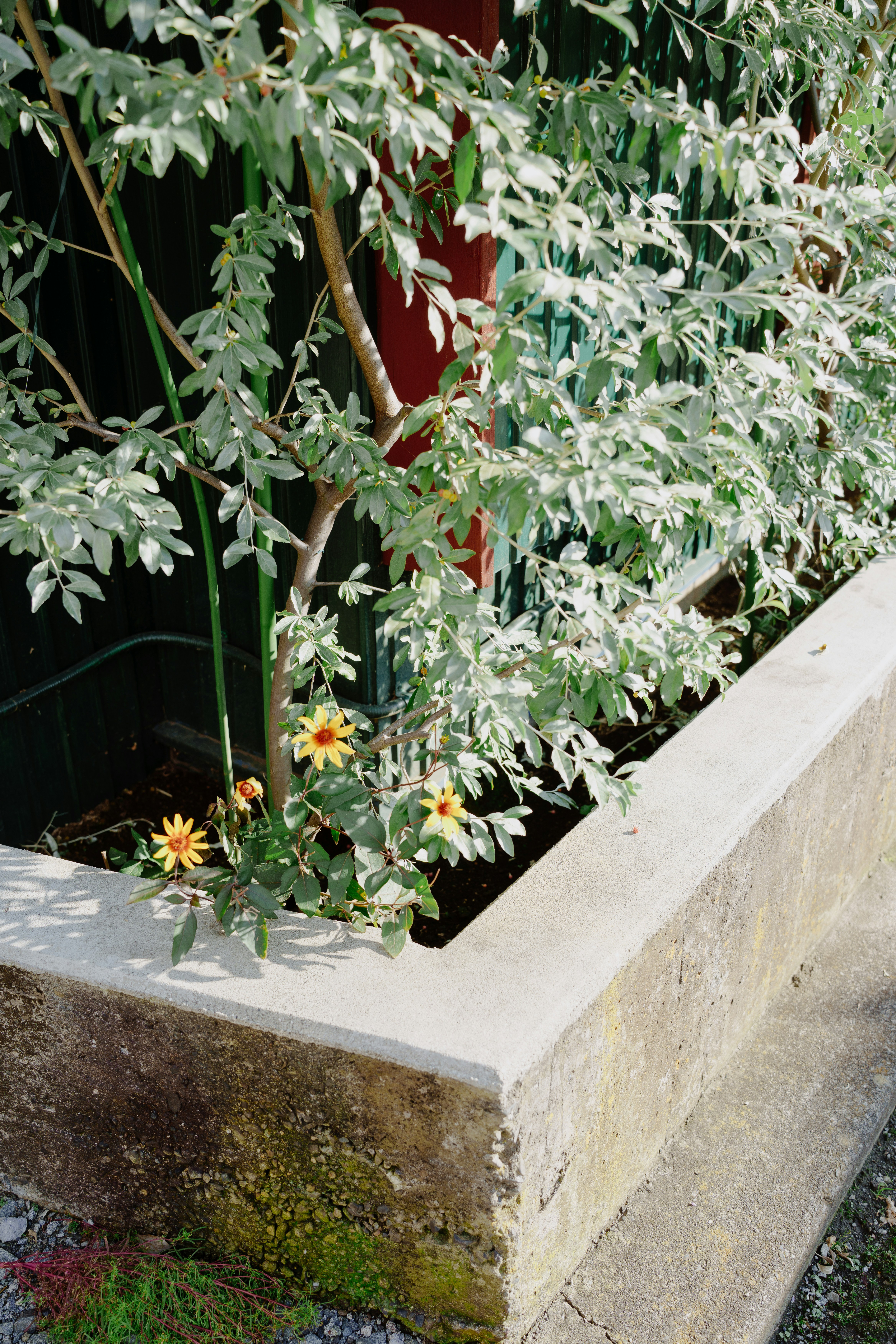 Flowers bloom in a concrete planter box.