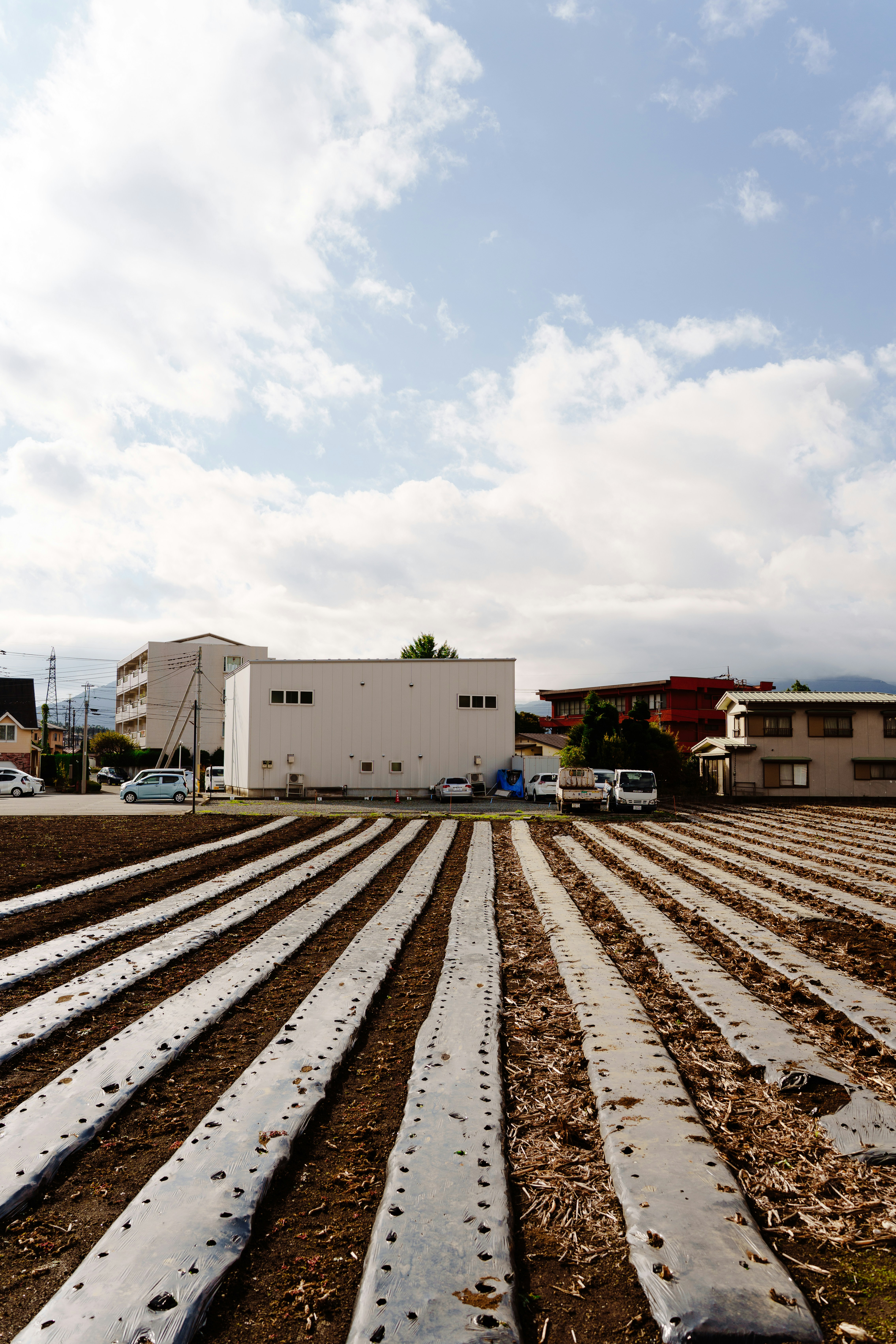 Rows of crops in a field near some buildings.