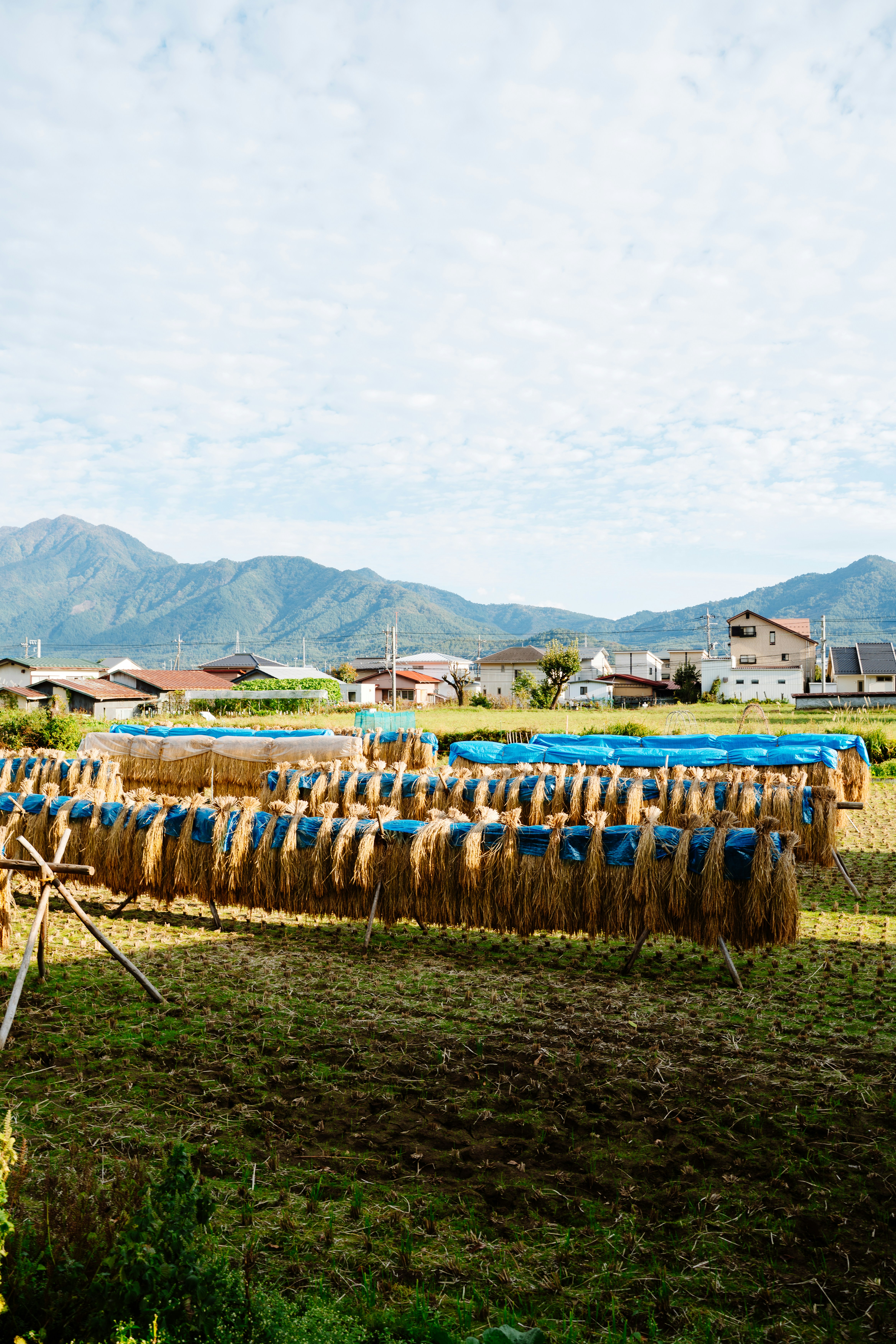 Rice drying in an open field.