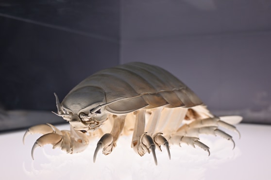 A giant isopod is shown in detail.