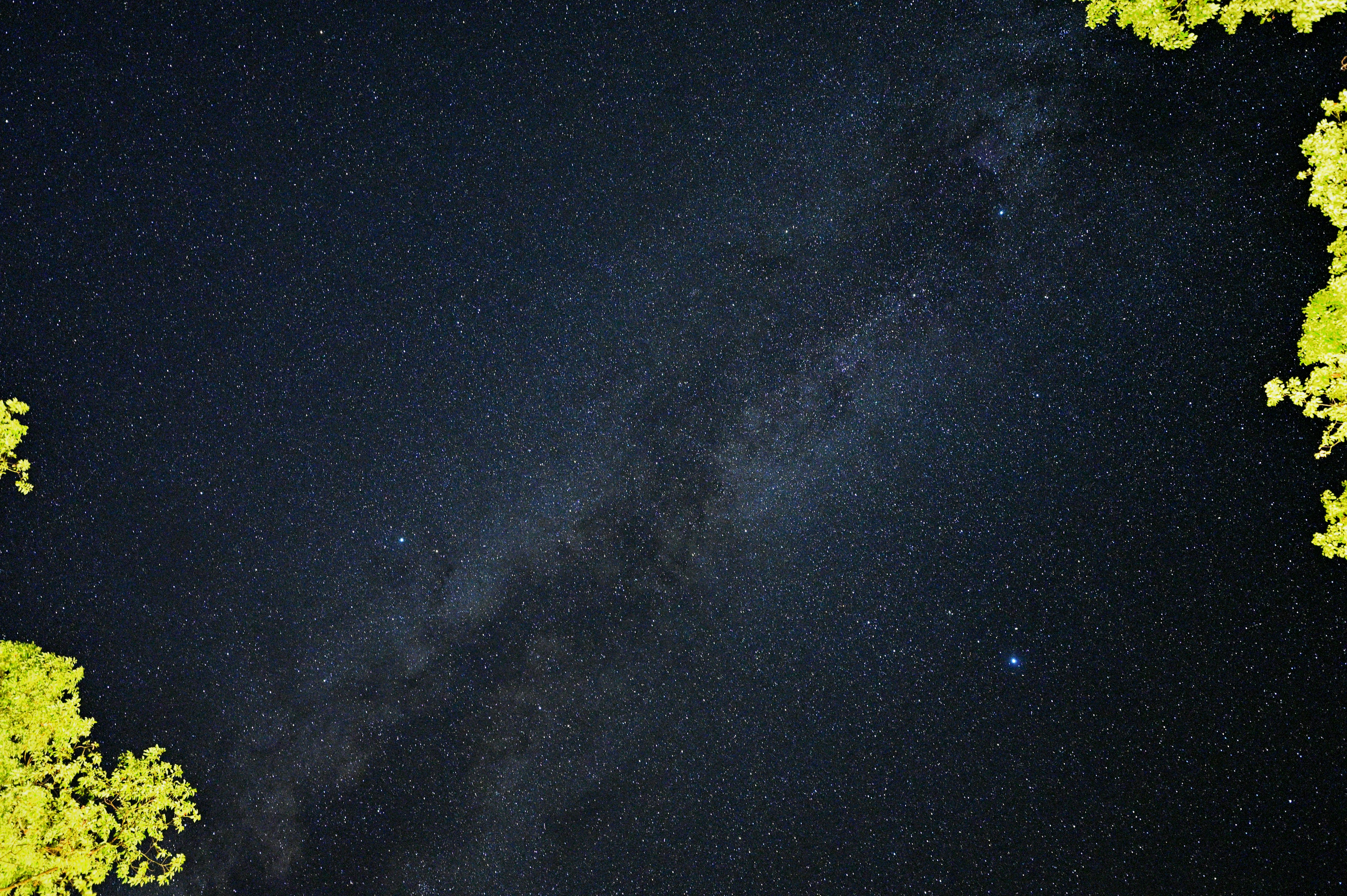 A starry night sky with some vegetation.