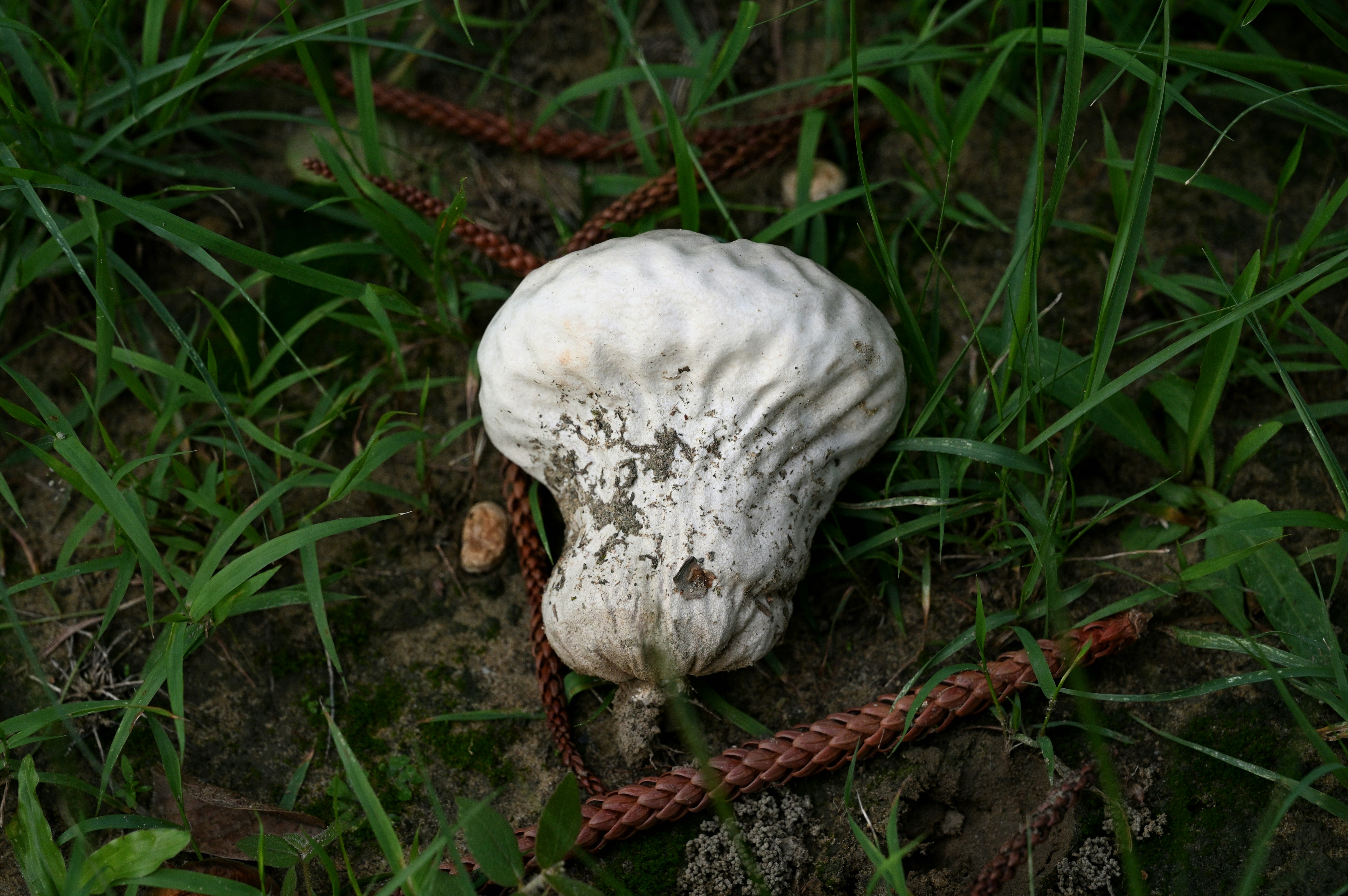 A white puffball mushroom rests on the ground.