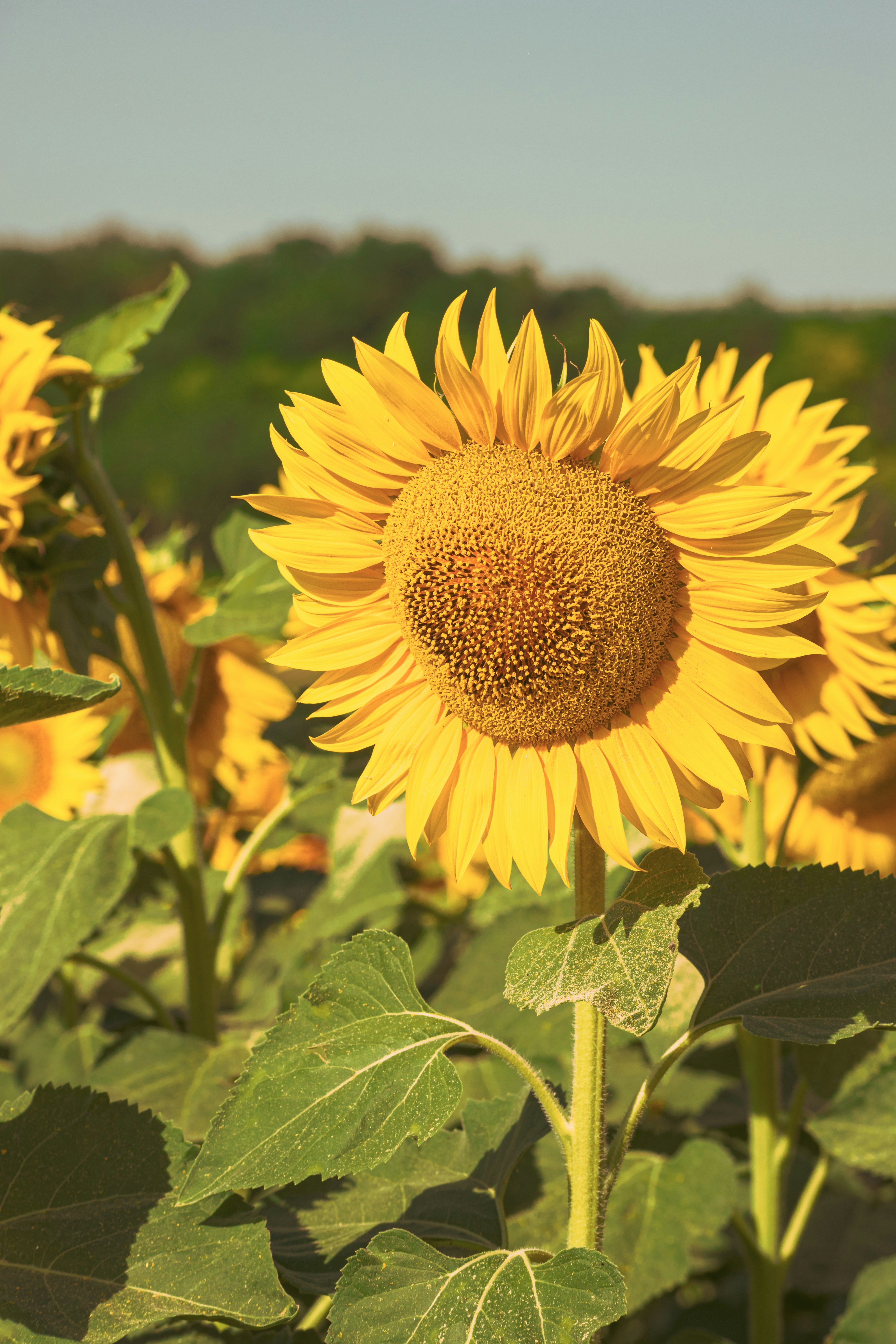 A bright sunflower stands tall in the field.