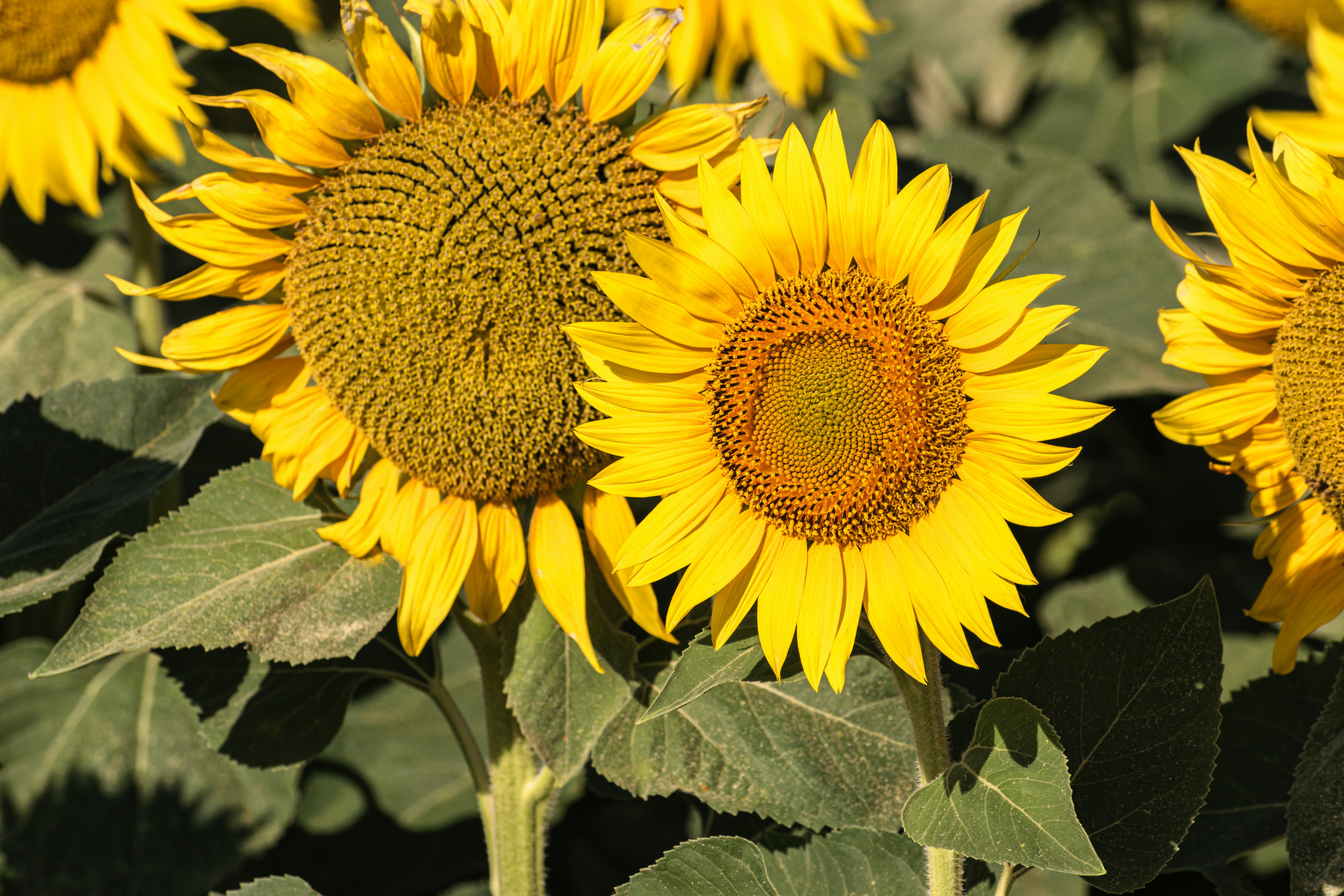 Bright yellow sunflowers blooming in the sunlight.