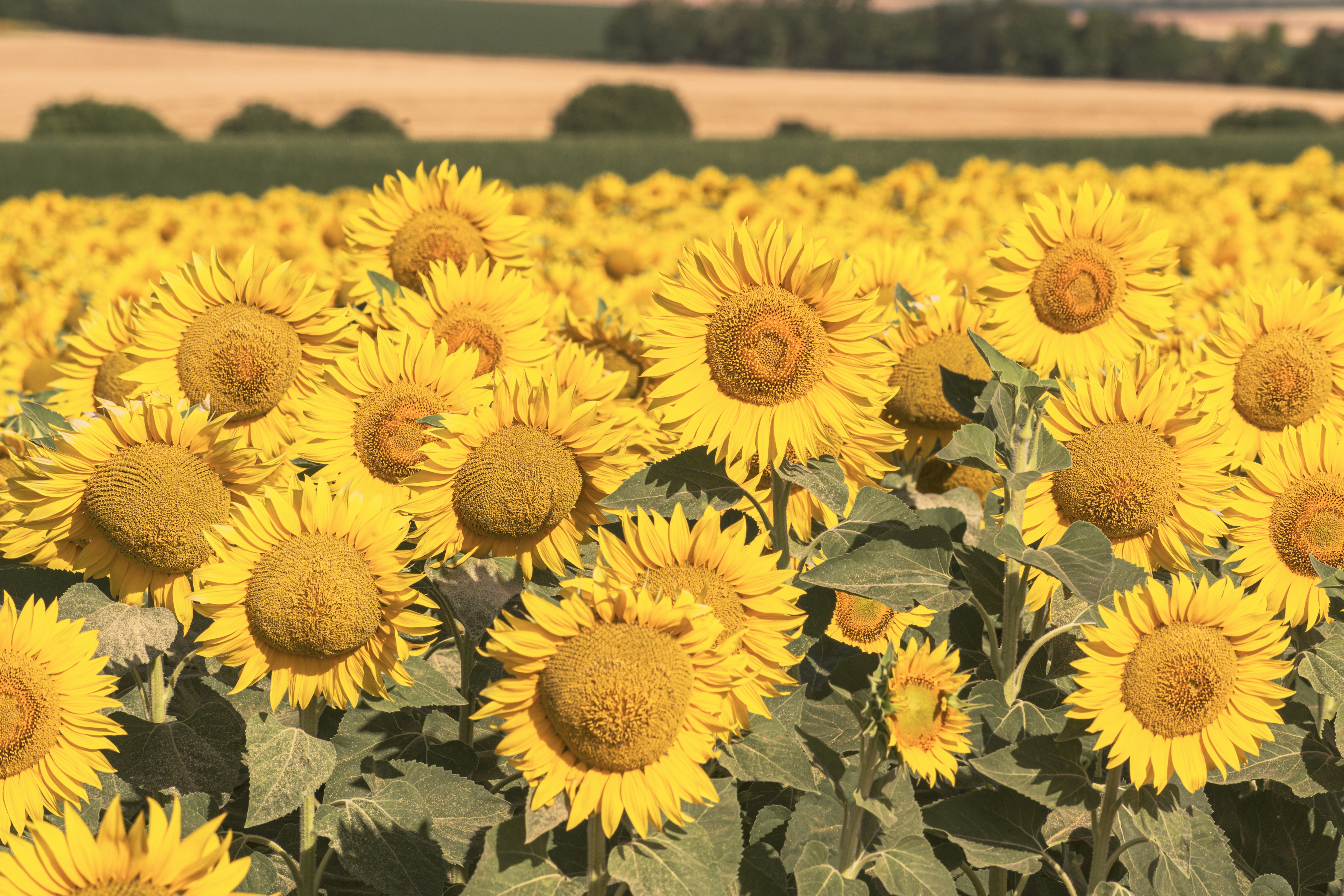 A field of bright, blooming sunflowers.
