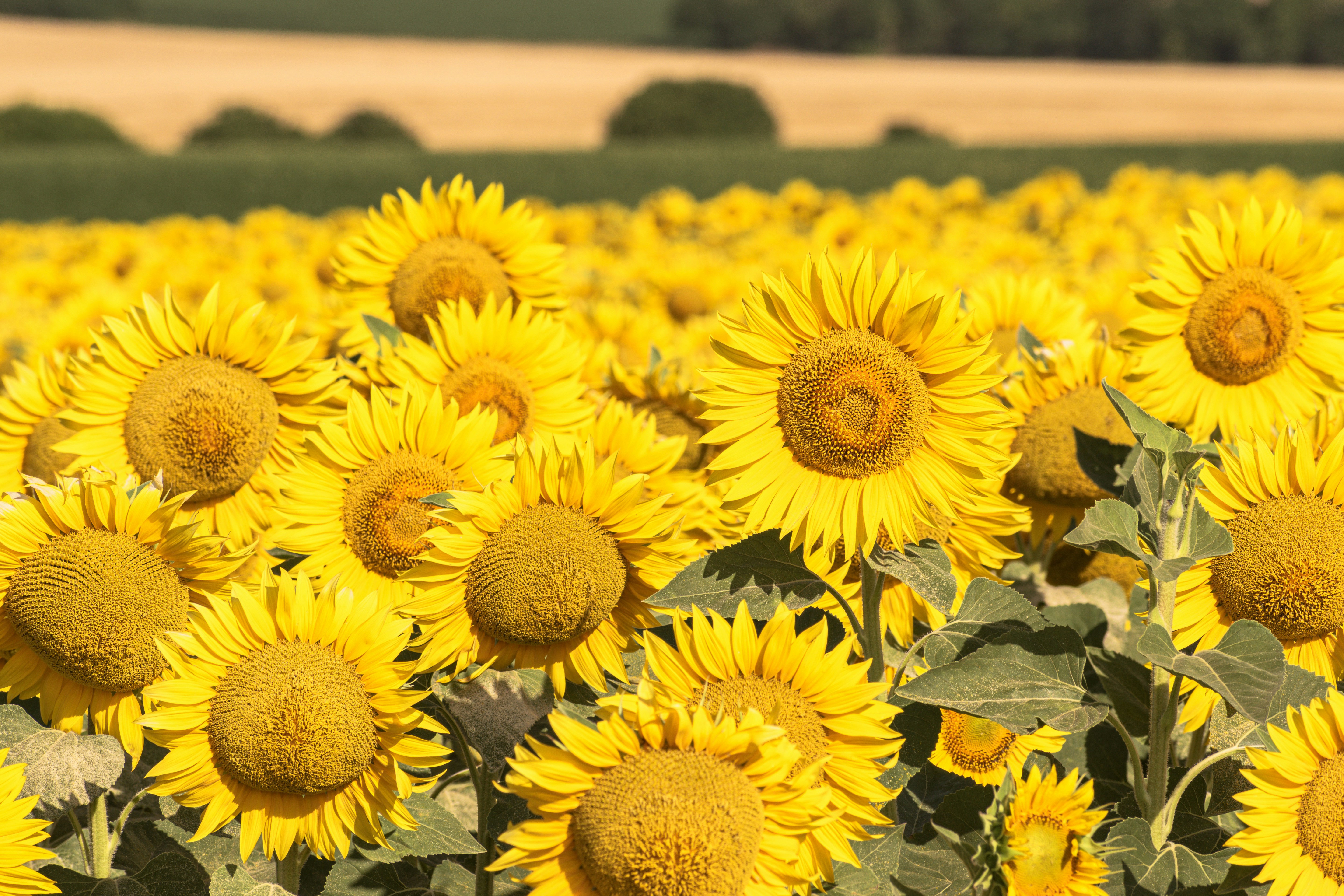 A field of bright, yellow sunflowers.