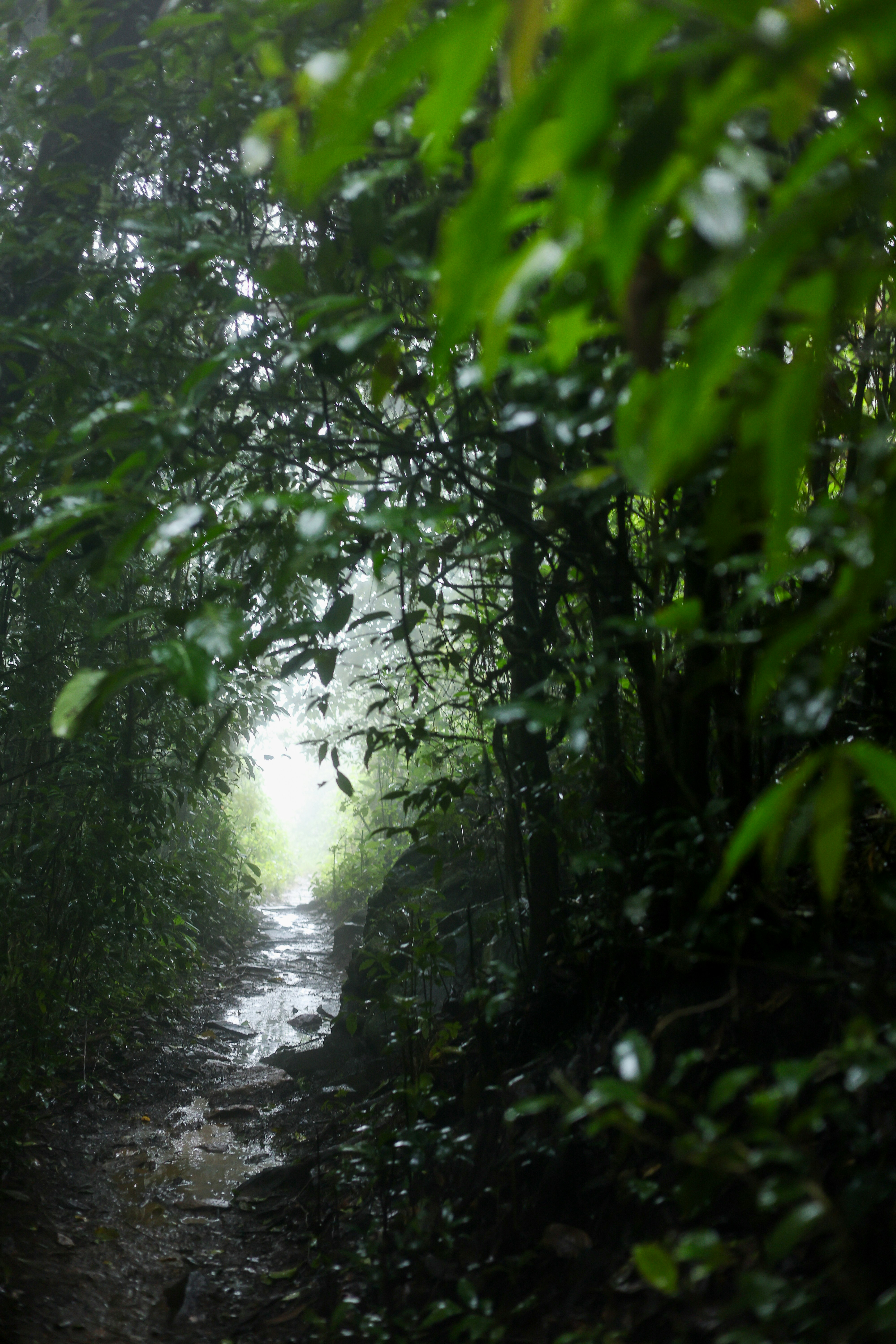 Ein feuchter Weg schlängelt sich durch den üppigen Wald.