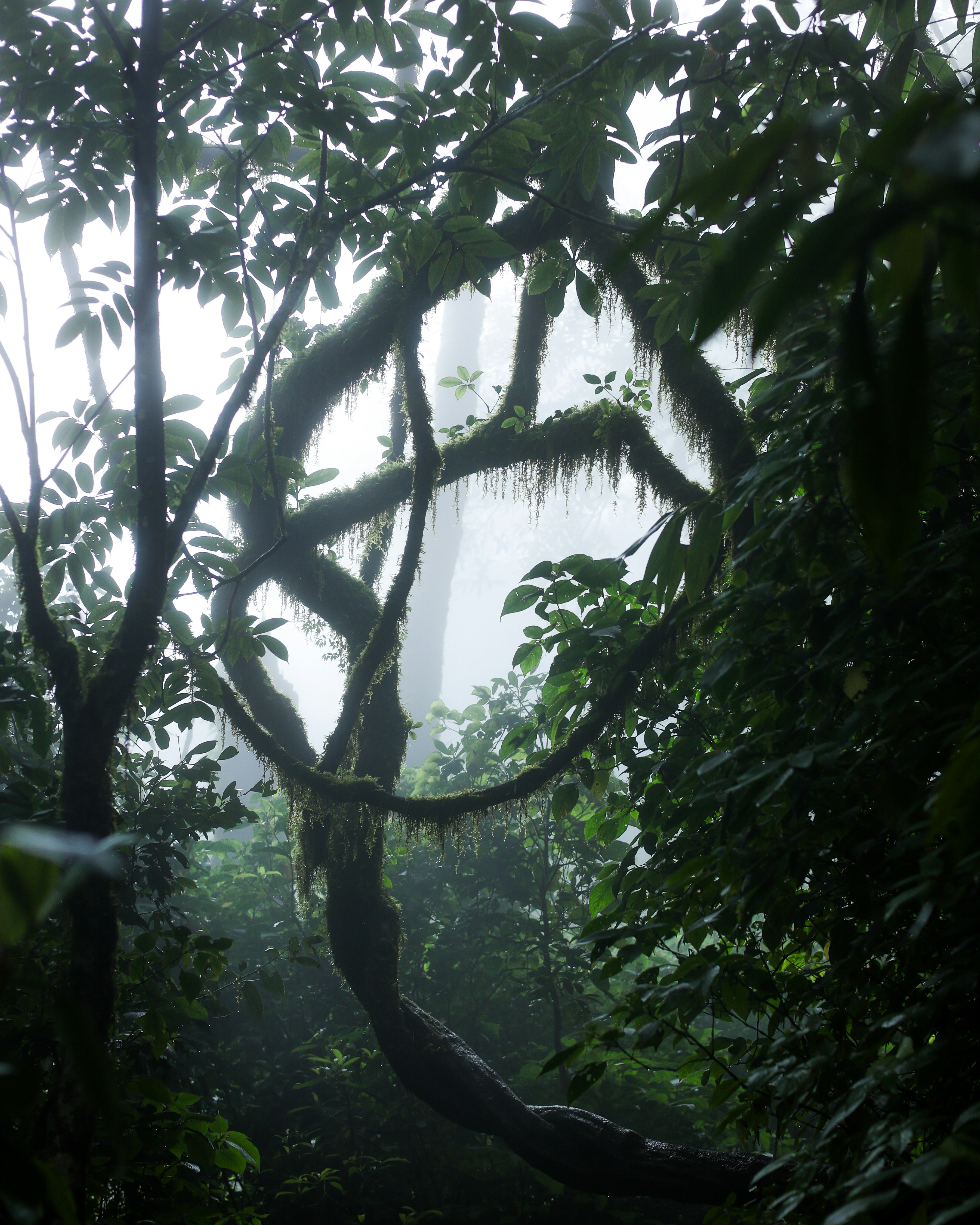 Mystische und moosbewachsene Bäume in einem nebligen Wald.