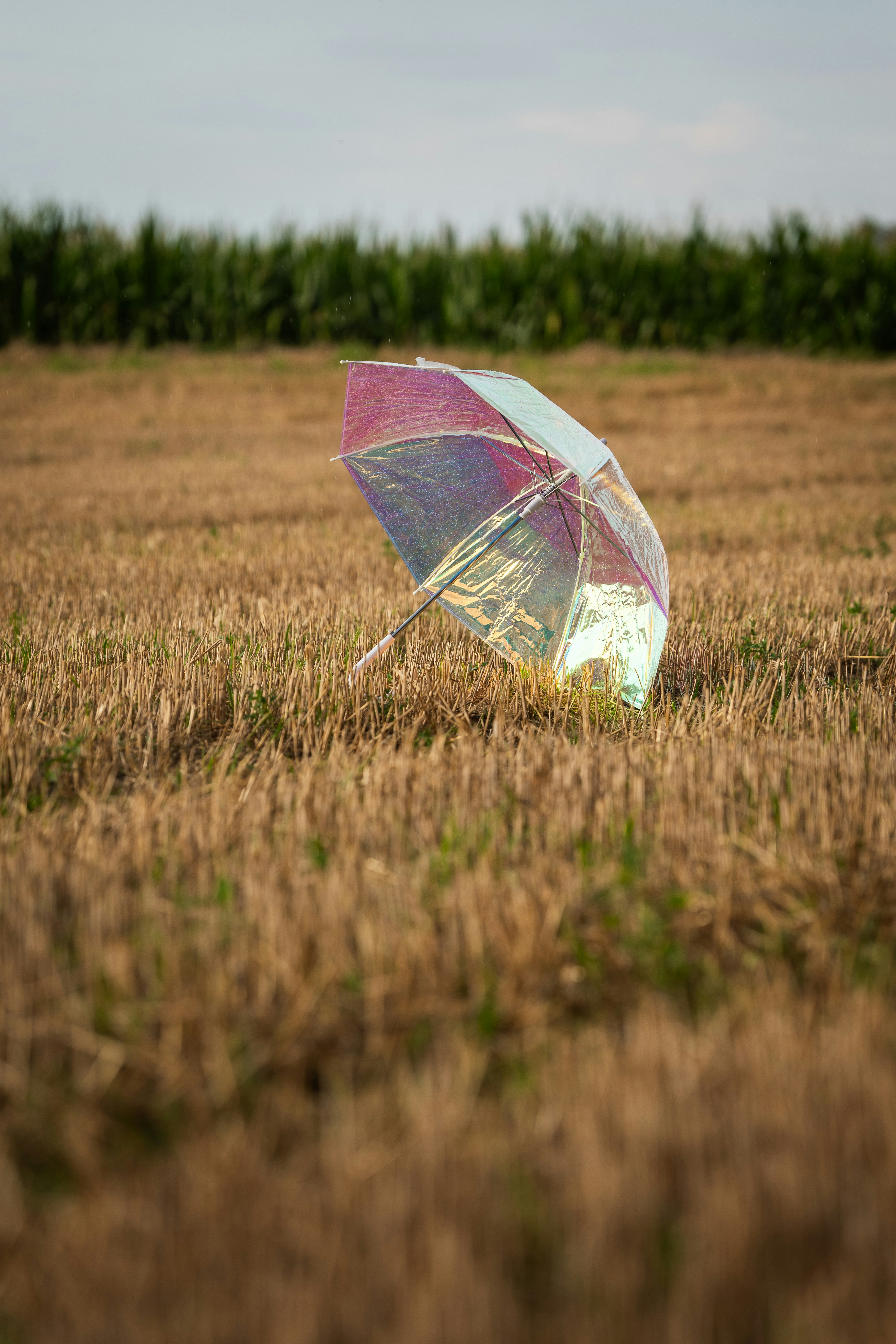 An iridescent umbrella rests in a field.